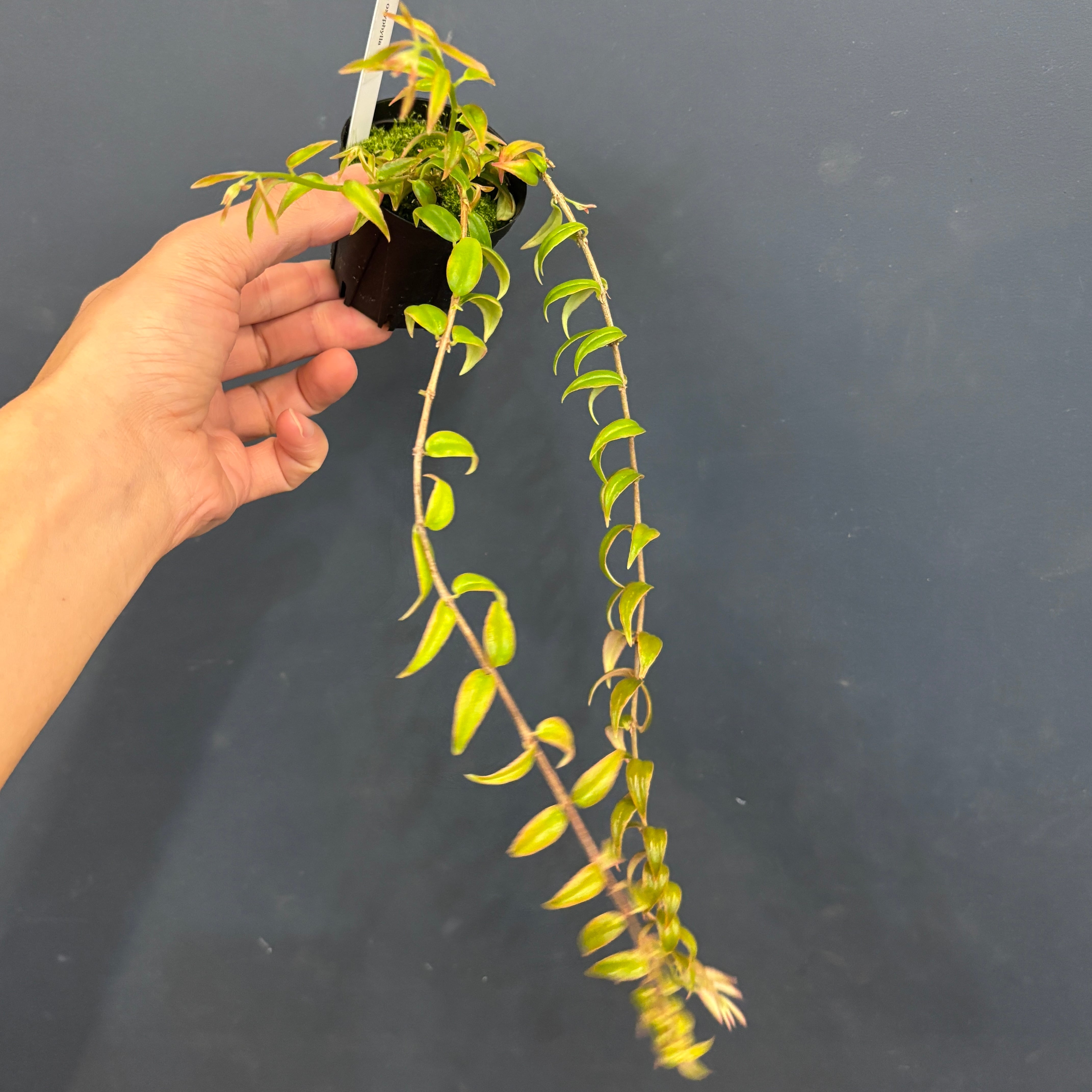 Y*e様 【ラスト小葉/安心の発根済株/鉢込/新芽3か所程度】 斑入り パンダガ チャンチン – はなもく散歩