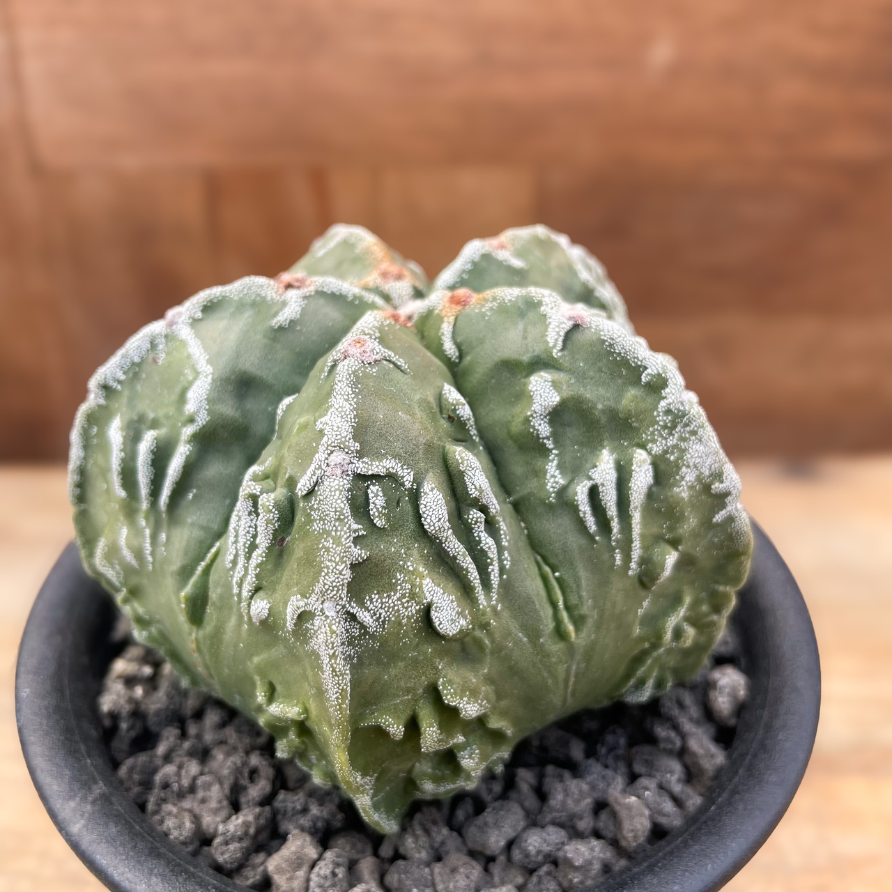 Astrophytum 特良複隆ヘキラン・実生