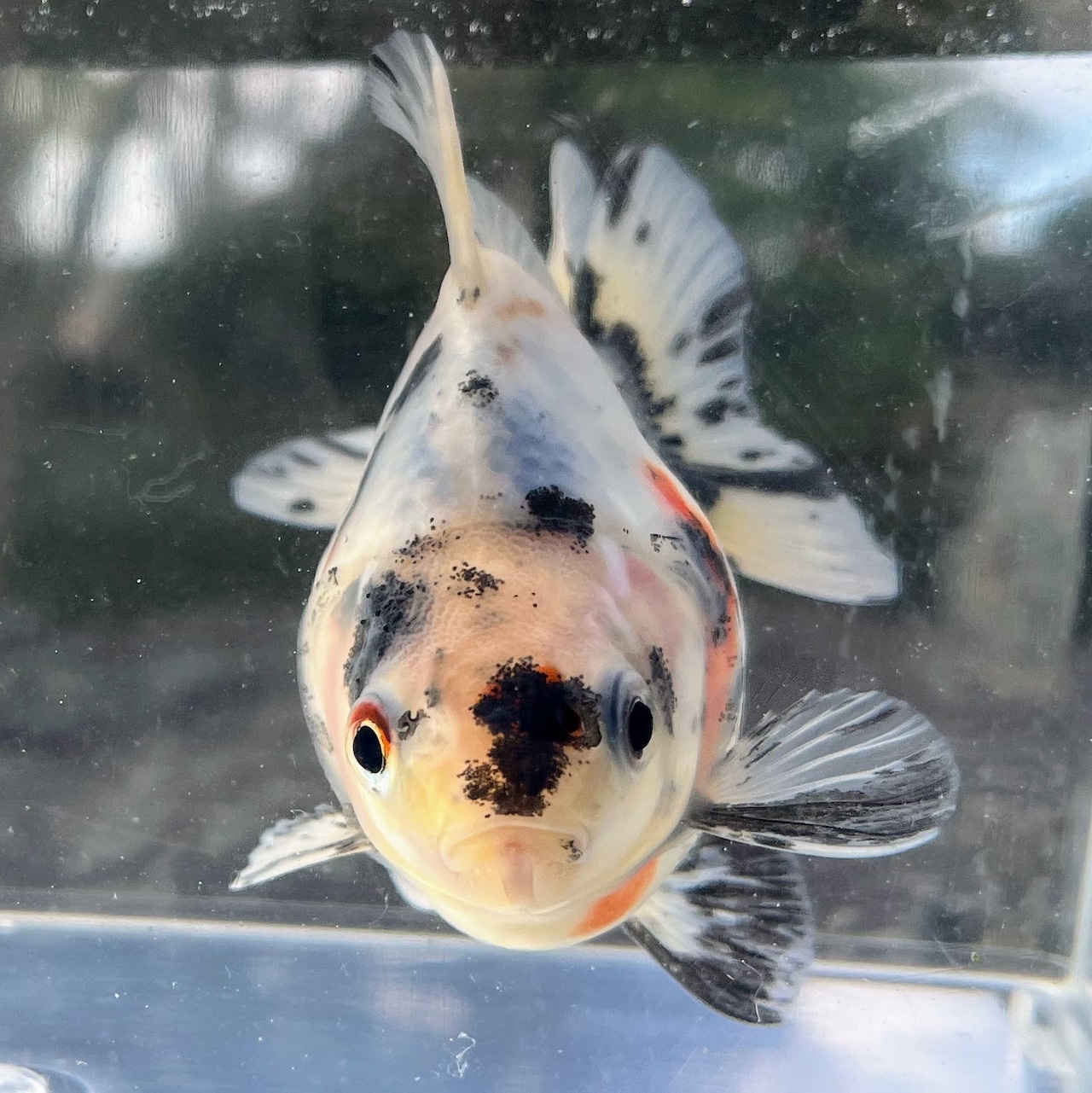 (金魚)だるま琉金 現品‐2 (1匹)【生体】