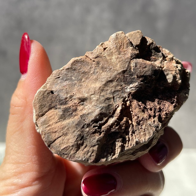 ジンバブエ・ゴクウェ産【ペトリファイドウッド（珪化木）】⑤（樹木の化石）鉱物 天然石 パワーストーン