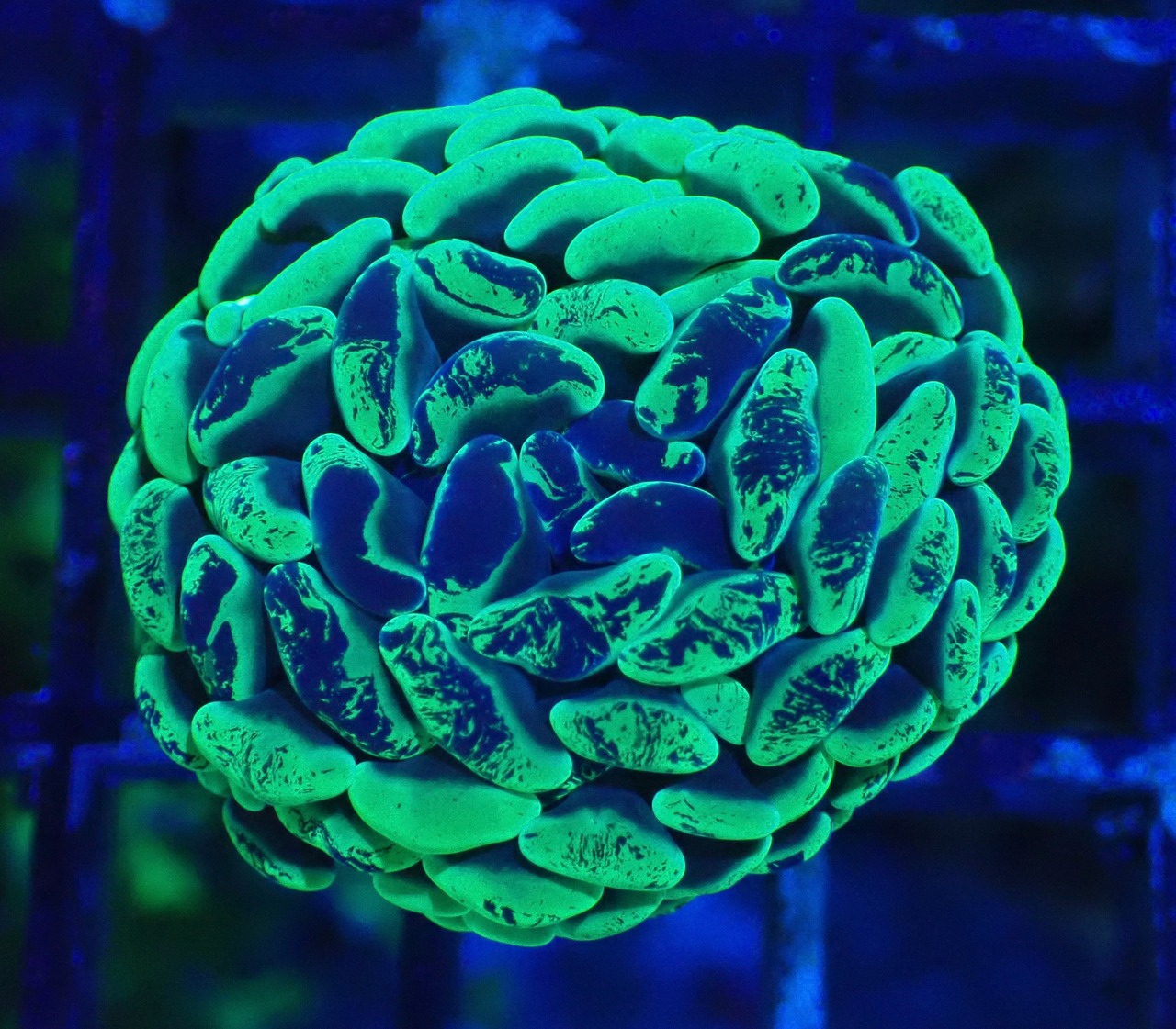 ParaAncora Green Merble 4