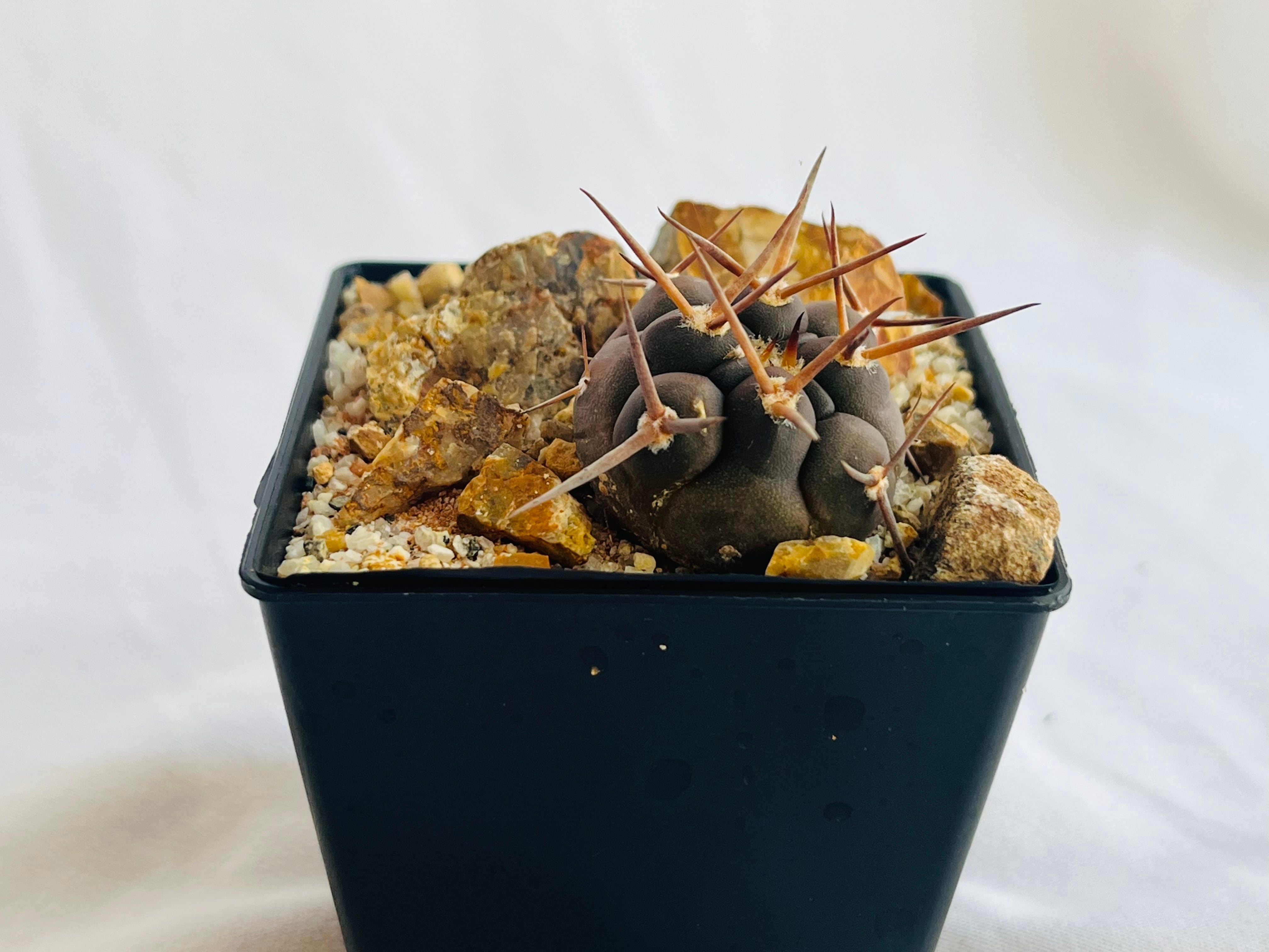 Gymnocalycium ギムノカリキュウム | plants MARU ー 多肉植物