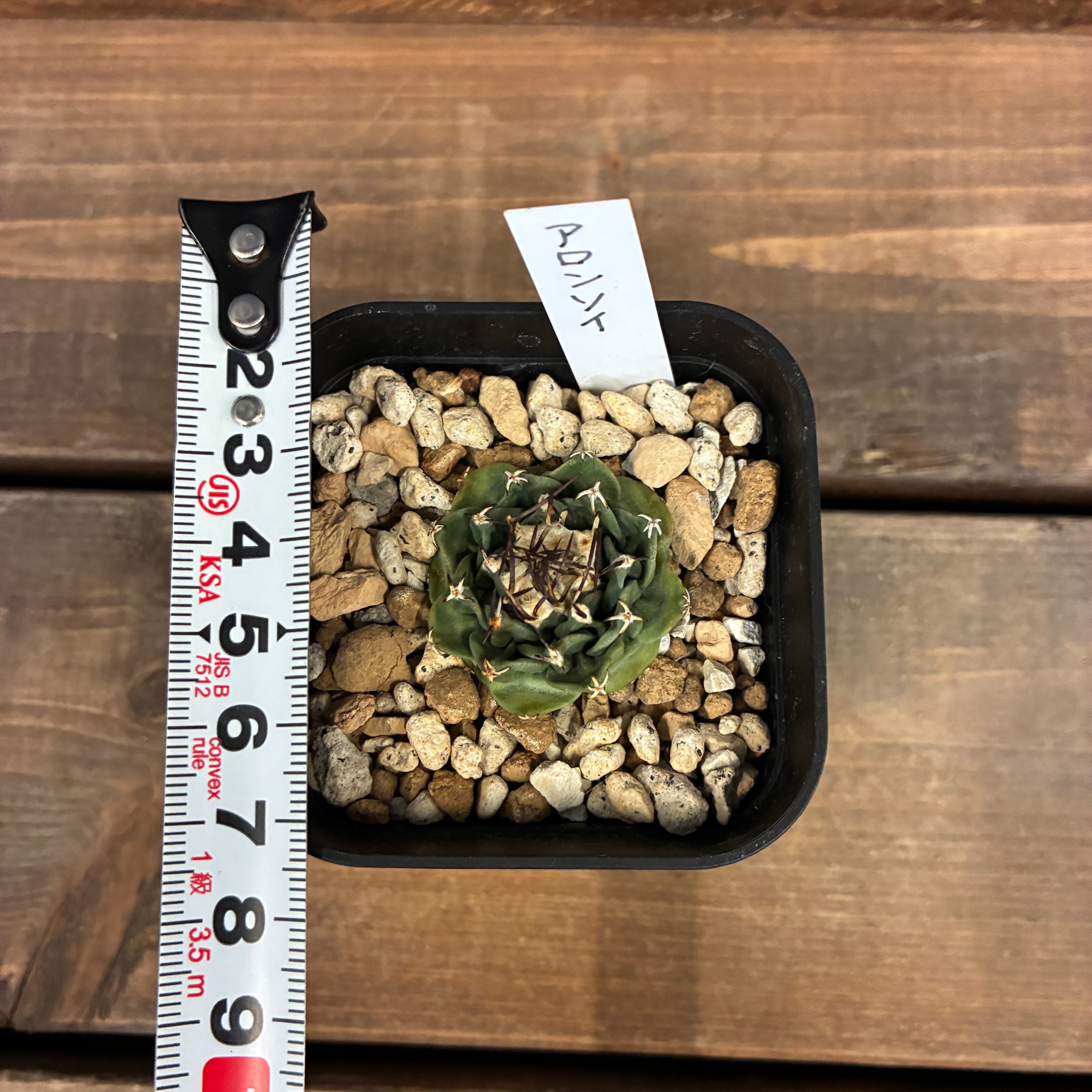 クリアランス】サボテン ツルビニカルプス アロンソイ【955】【再撮影