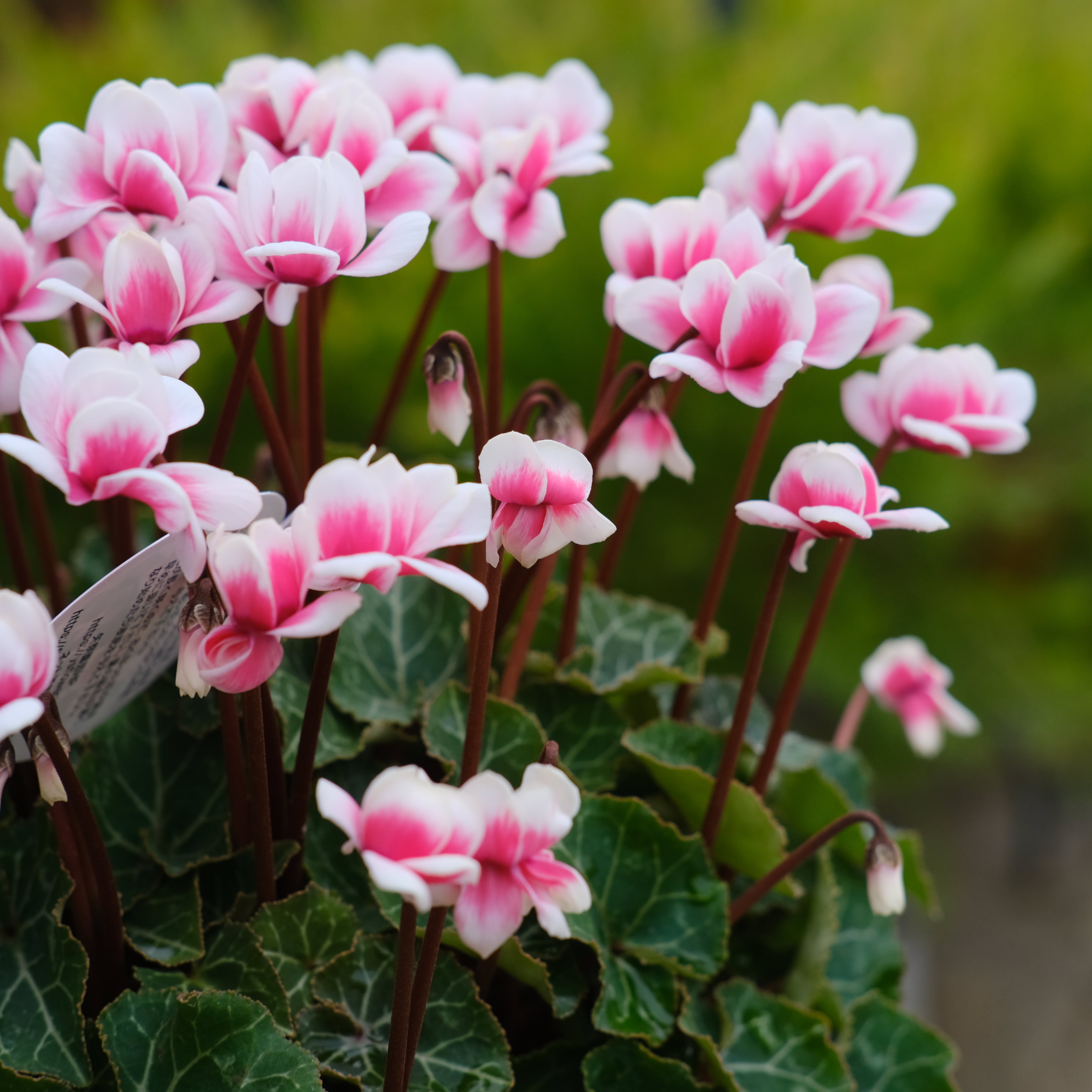   Arcadia 花柄　4枚セット27cm クリアファイル｜3ポケットクリアホルダー＜A4＞ 花柄(35486006