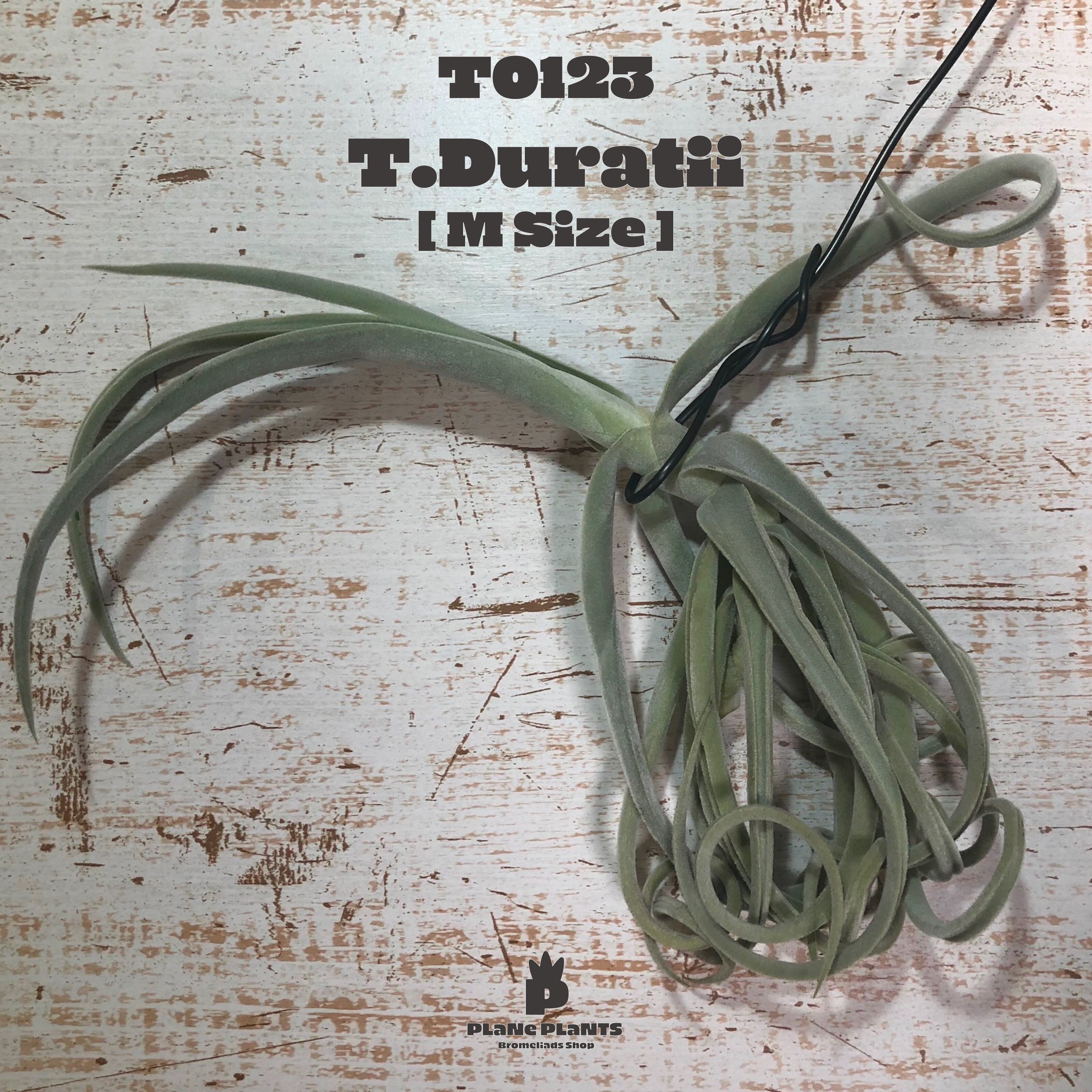 【送料無料】ドゥラティM〔エアプランツ〕現品発送T0123
