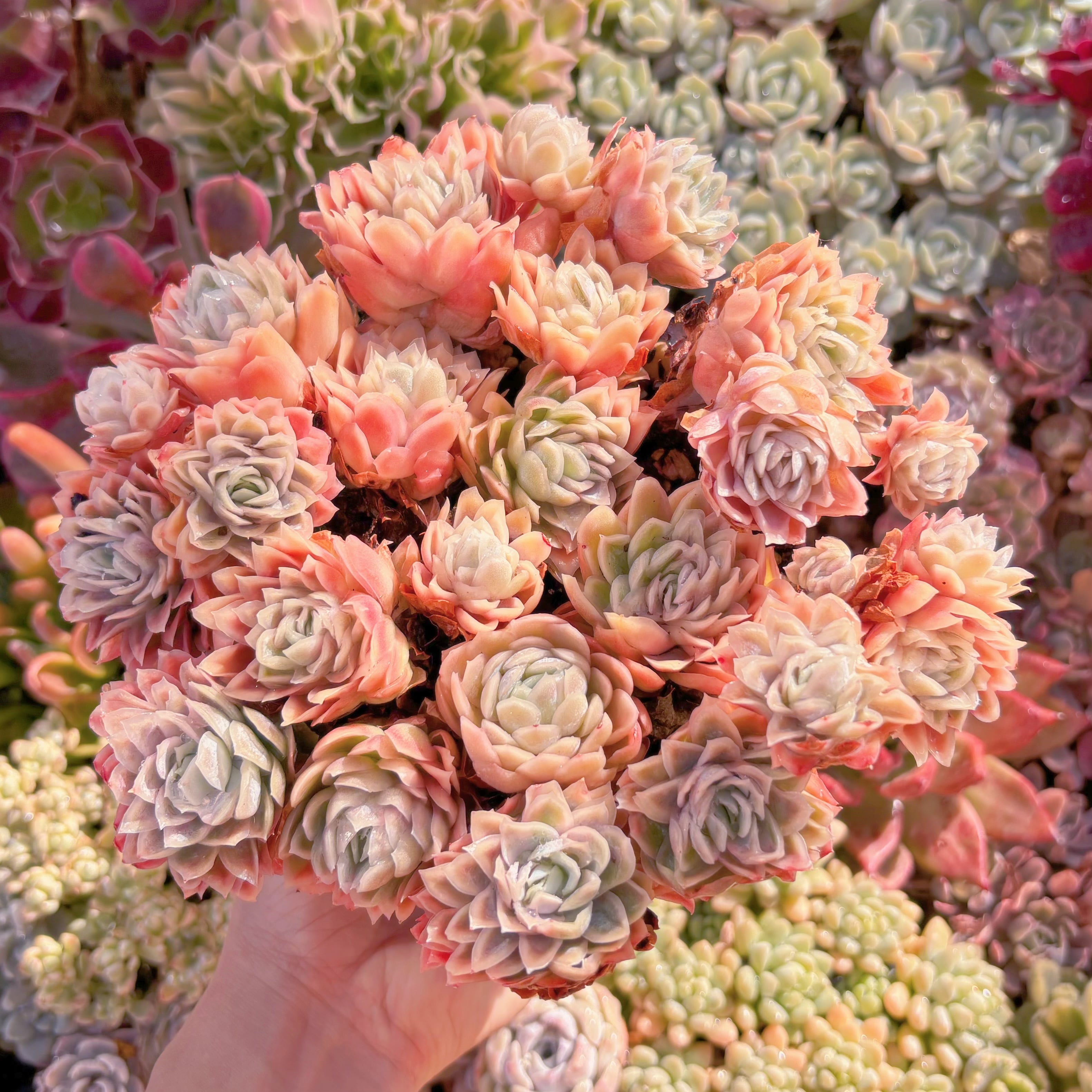 現品　クィーンローズ覆輪錦#593　特特大群生　新入荷