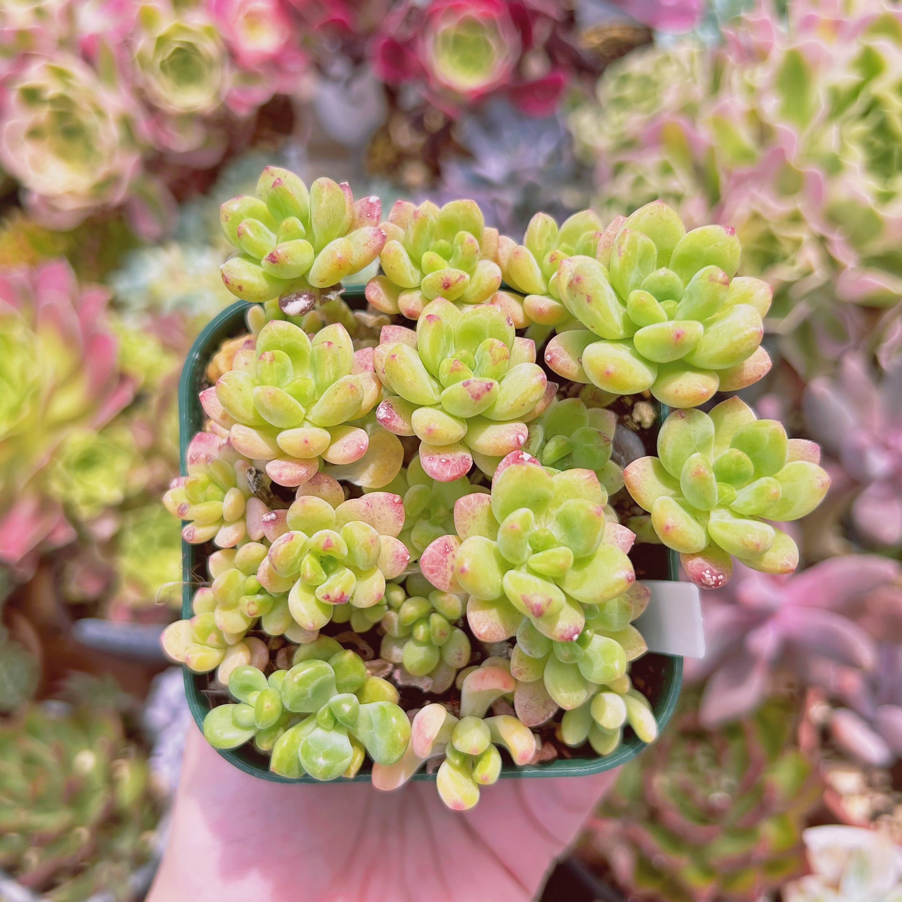 #006現物　多肉植物　シャングリラ　抜き苗