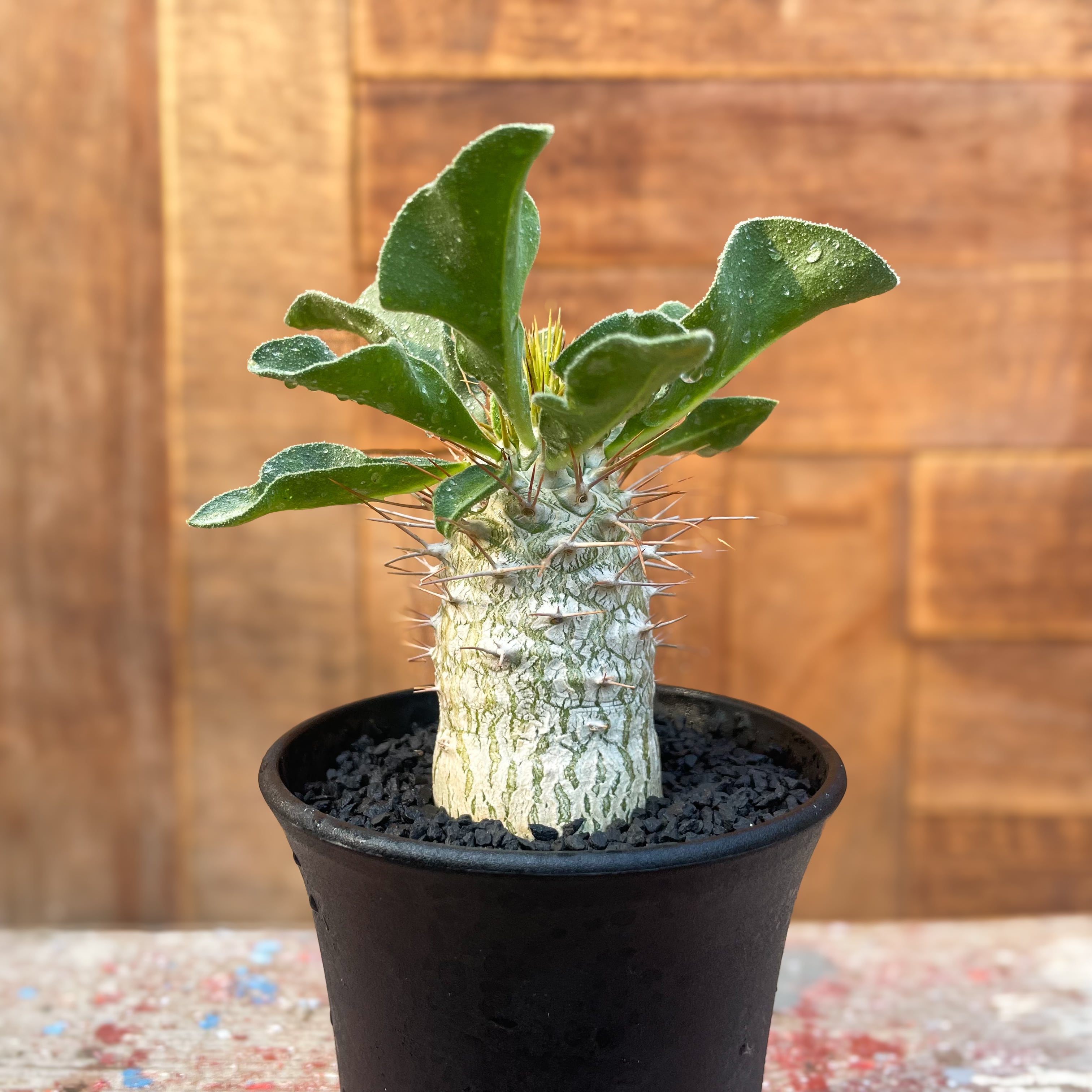 Pachypodium namaquanum【パキポディウム・ナマクアナム・光堂 