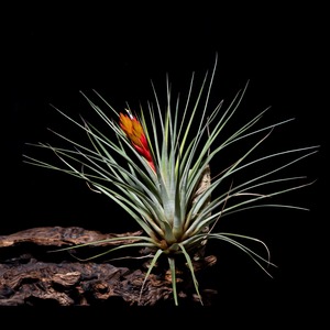 Tillandsia fasciculata v. densispica (Yucatan, Mexico)(short one) BRT/T329