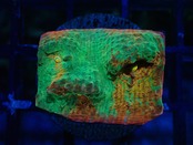 Chalice Frag 1"