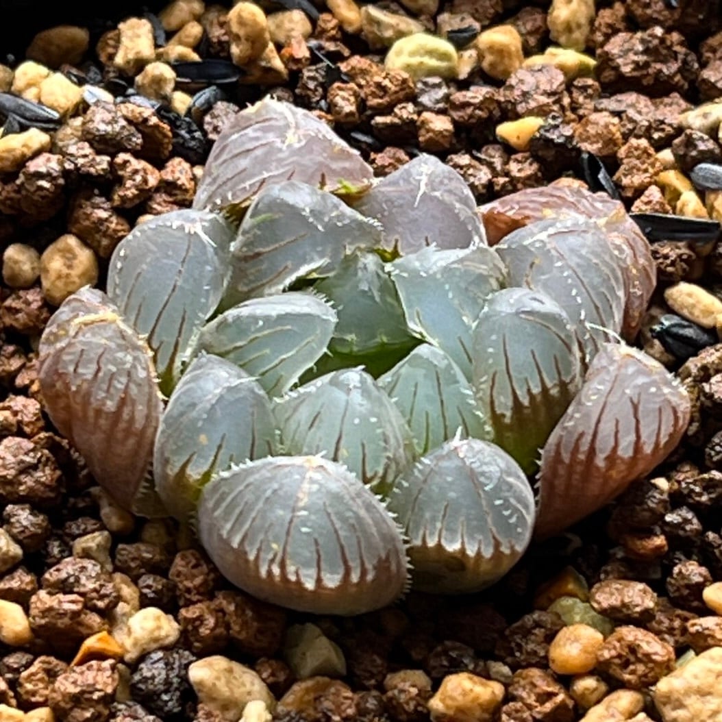 ハオルチア 三仙寿錦 | mocono_plants