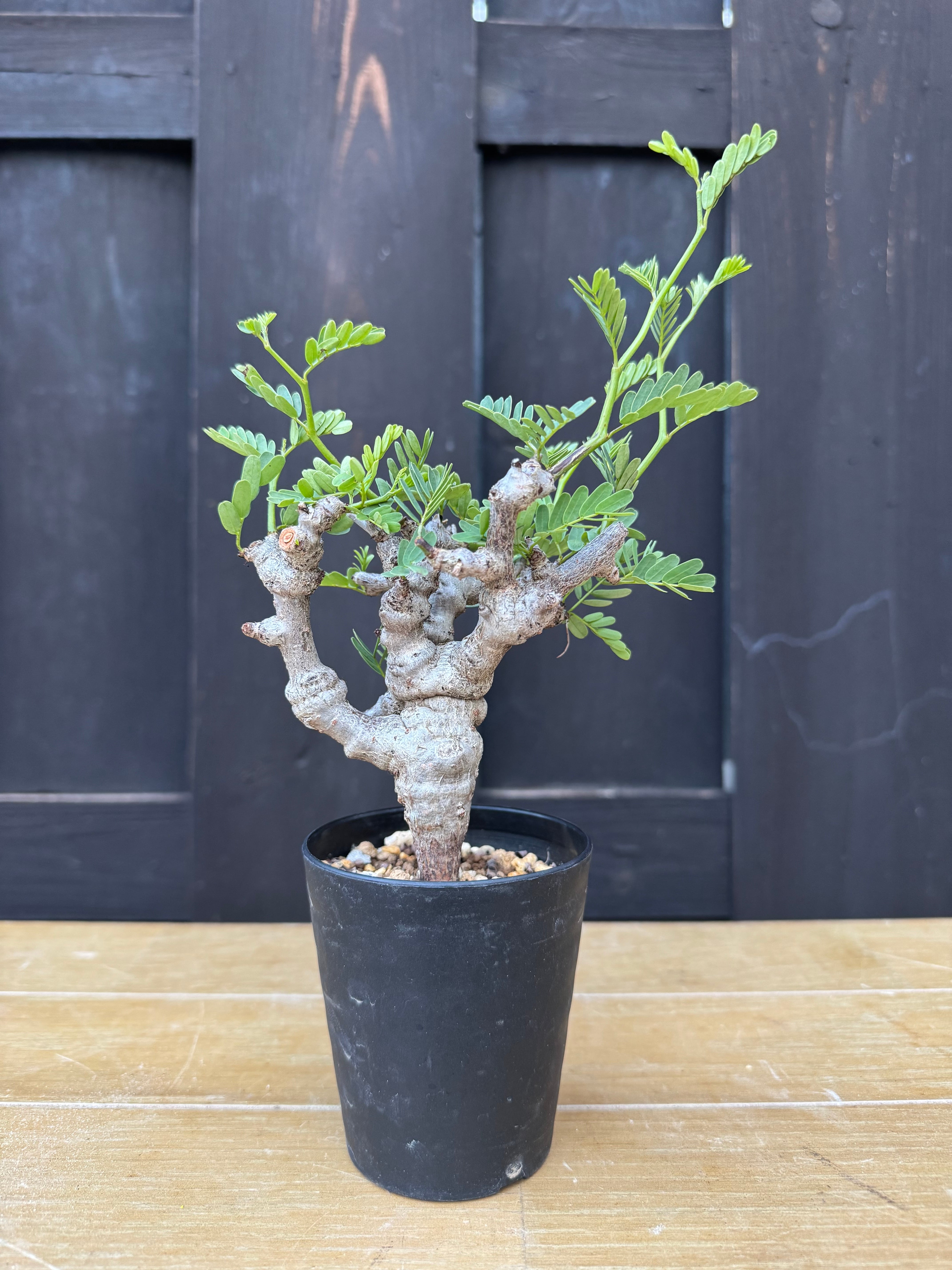 塊根植物 -caudex- | 青坊主-aobouzu-