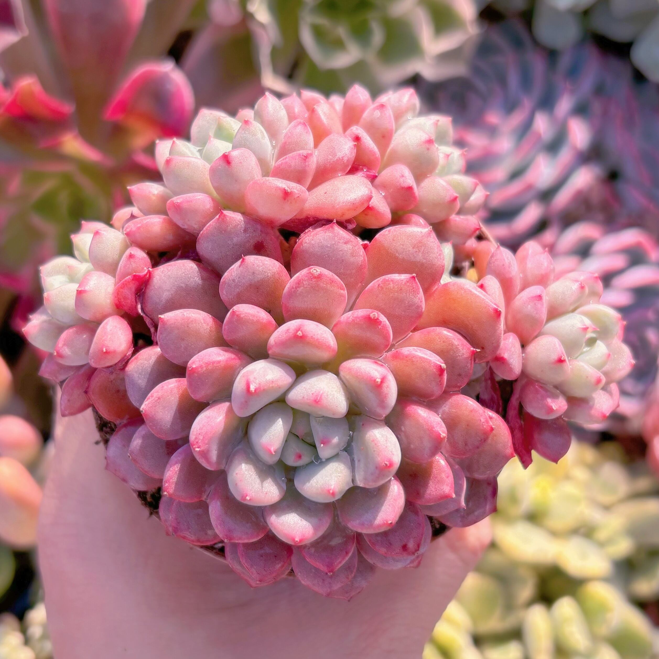 現品　スノーピーチ#731　群生　るる農園