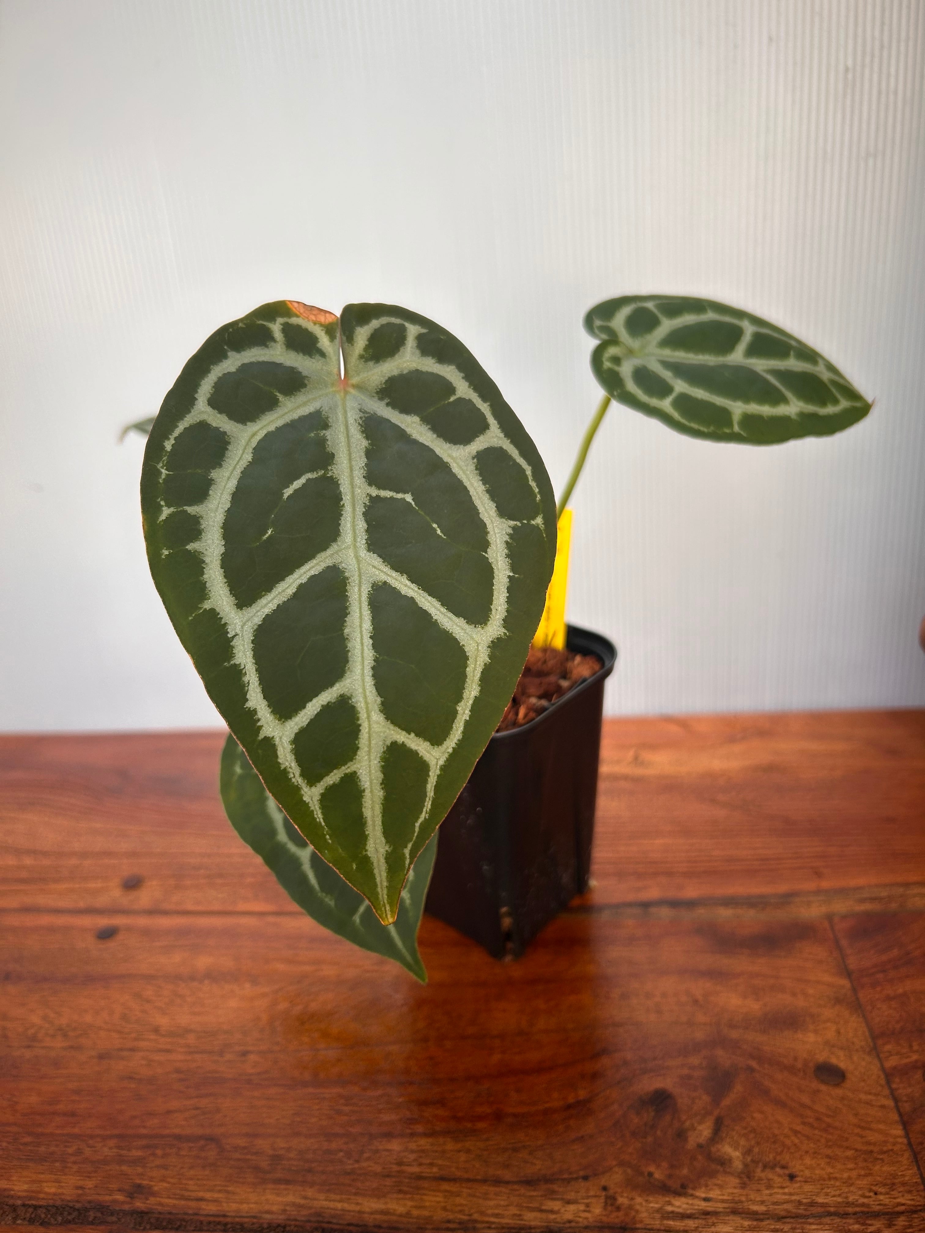 Anthurium | BA PLants