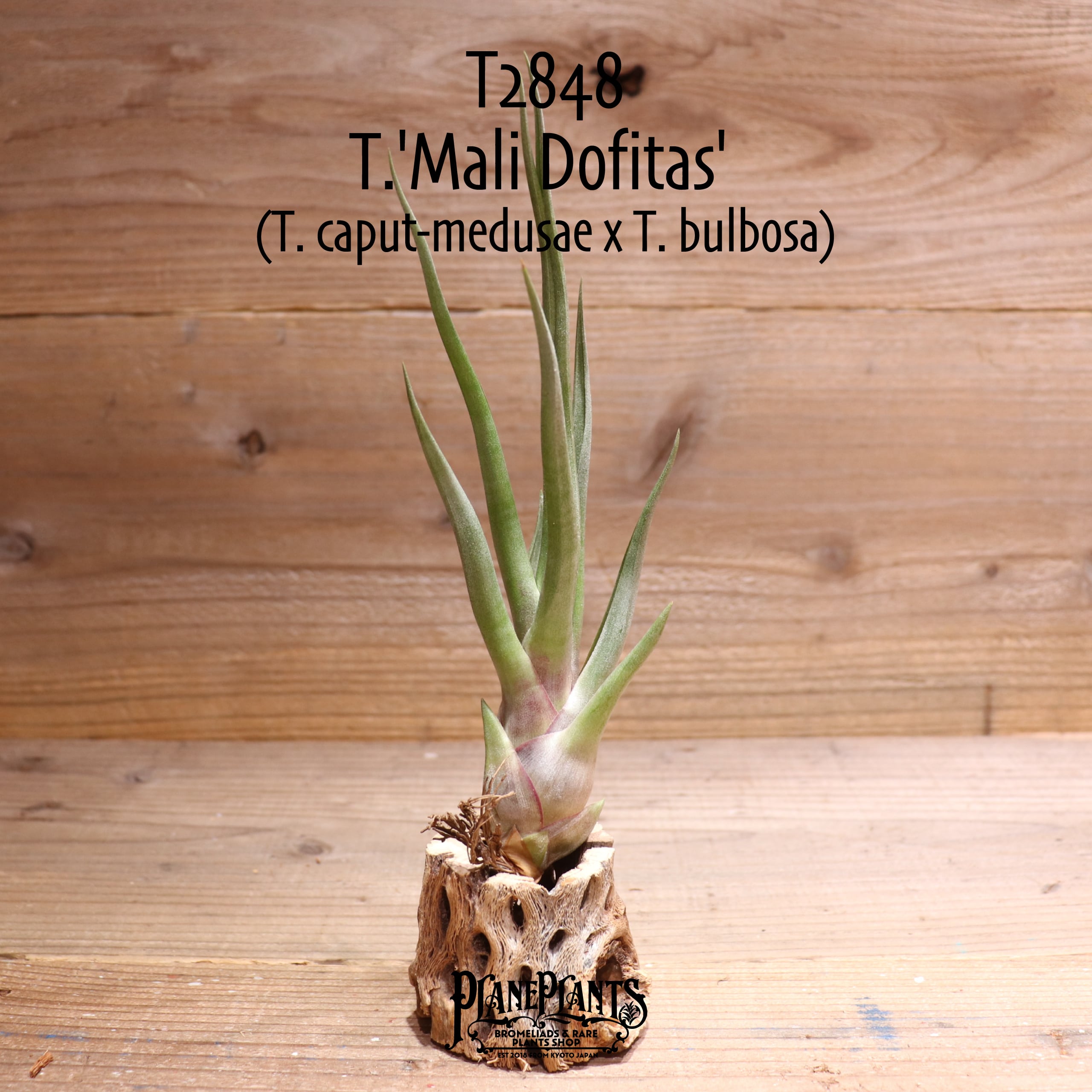 【送料無料】'Mali Dofitas' (T. caput-medusae x T. bulbosa)〔エアプランツ〕現品発送T2848
