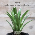 【送料無料】Aechmea recurvata × calyculata〔エクメア〕現品発送A0011