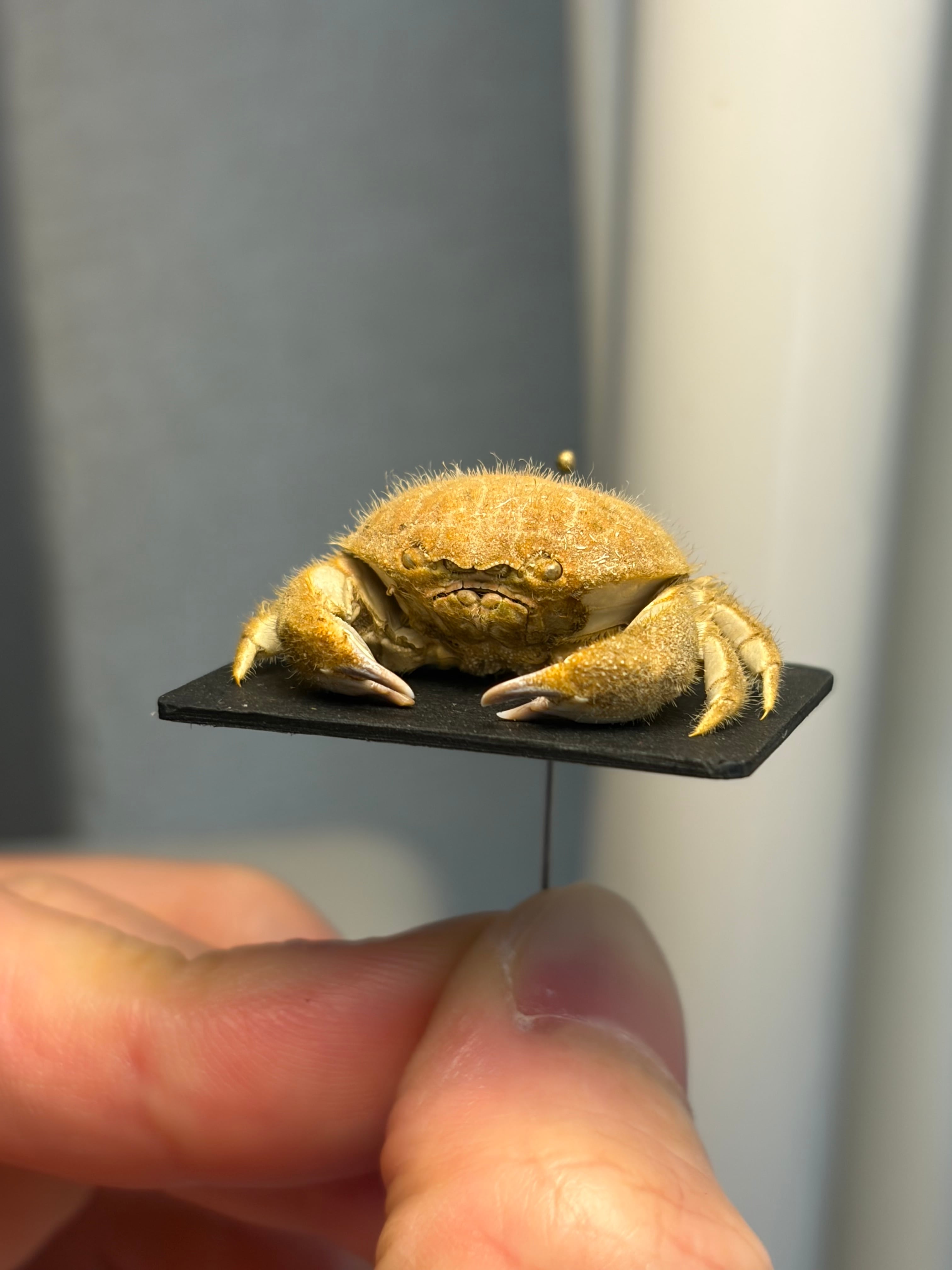 蟹標本】マルタマオウギガニの乾燥標本Calvactaea tumida エビ シャコ