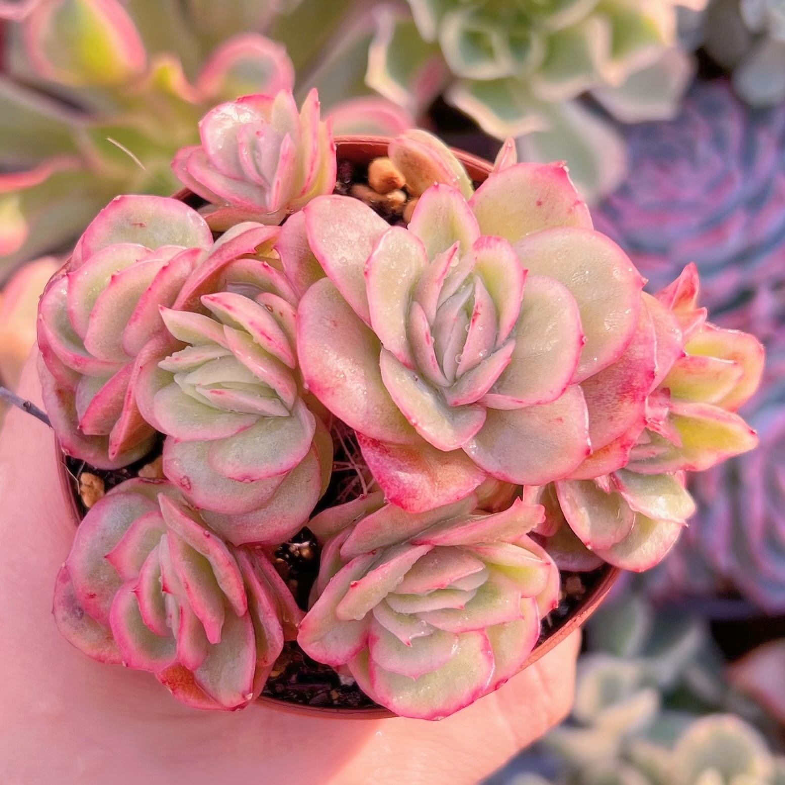 現品　アイスラブリーローズ錦#829    群生   るる農園