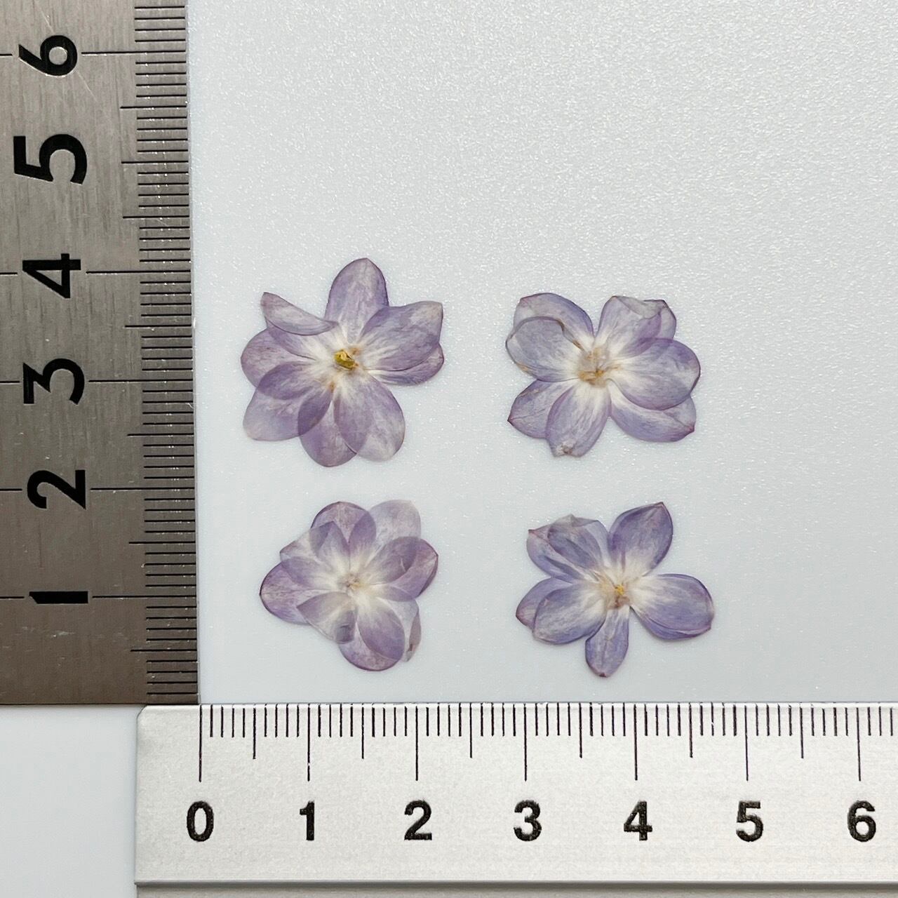押し花】ライラック（八重咲き）40輪 素材 花材 レジン キャンドル