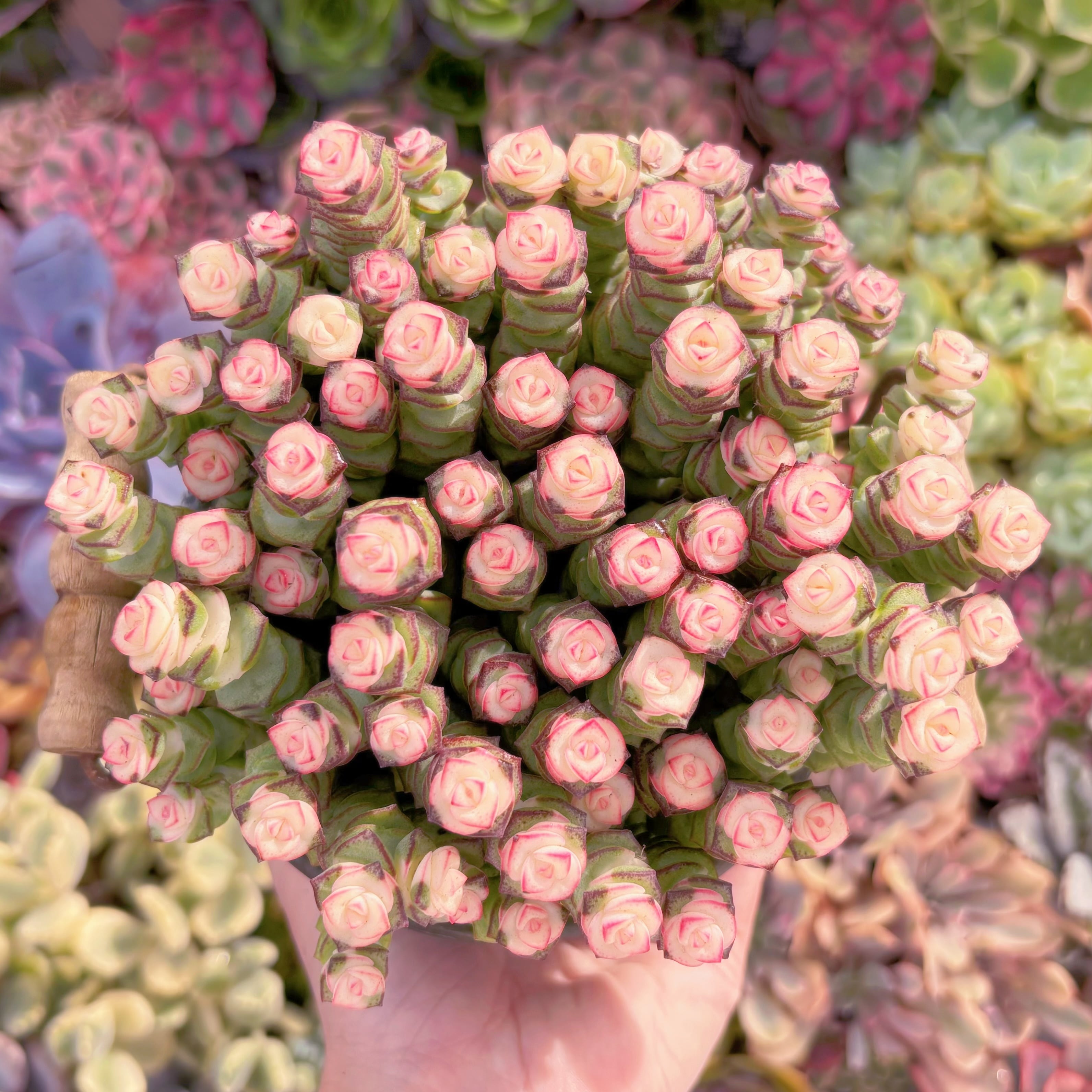 現品　crassula fantasy(赤錦)#717  約70〜80頭　新入荷　るる農園