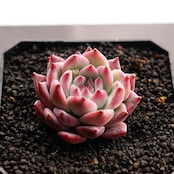 カット苗 ダイヤモンドコロラータ Echeveria 'Diamond Colorata'