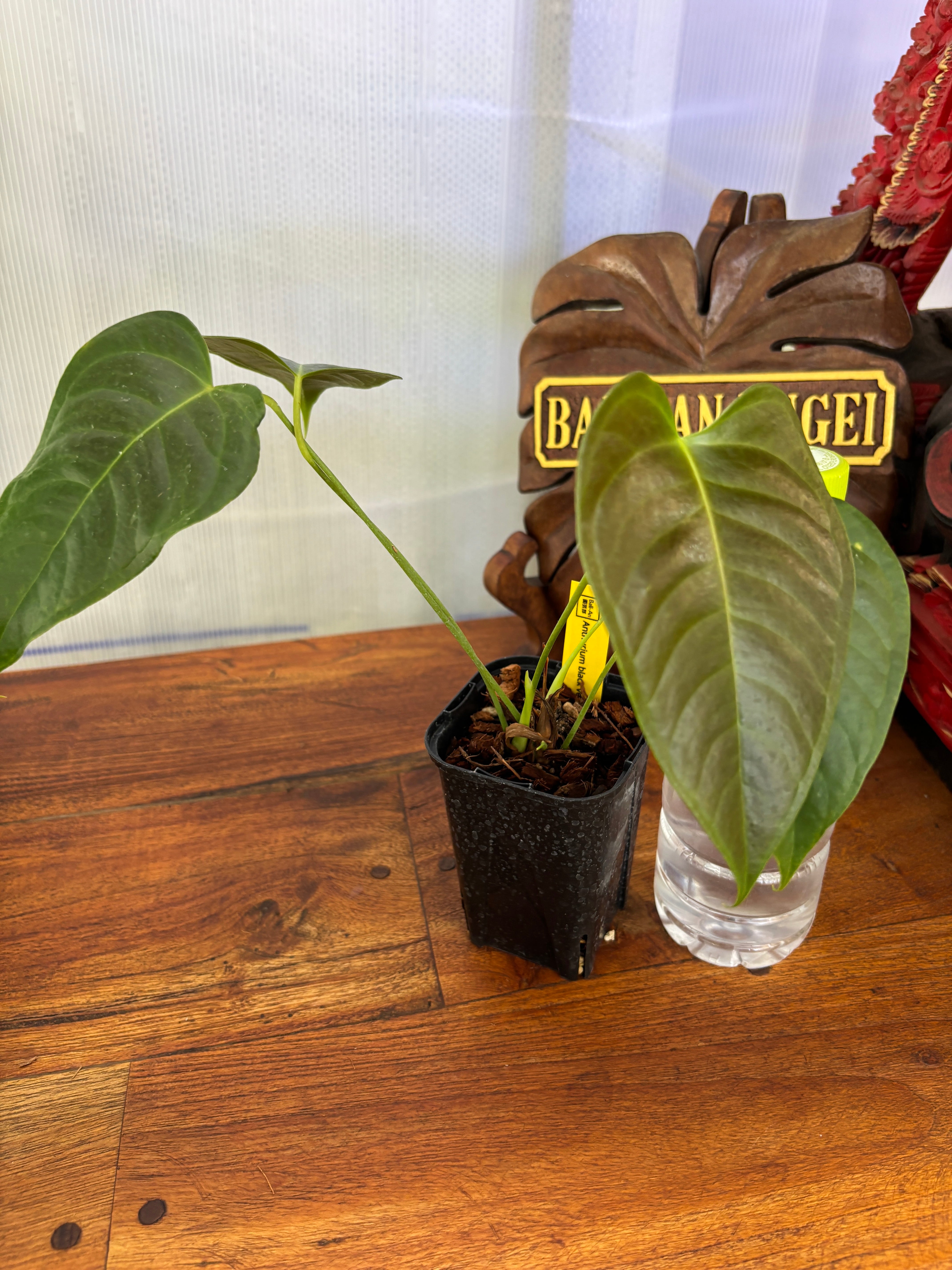 Anthurium | BALI-AN 園芸