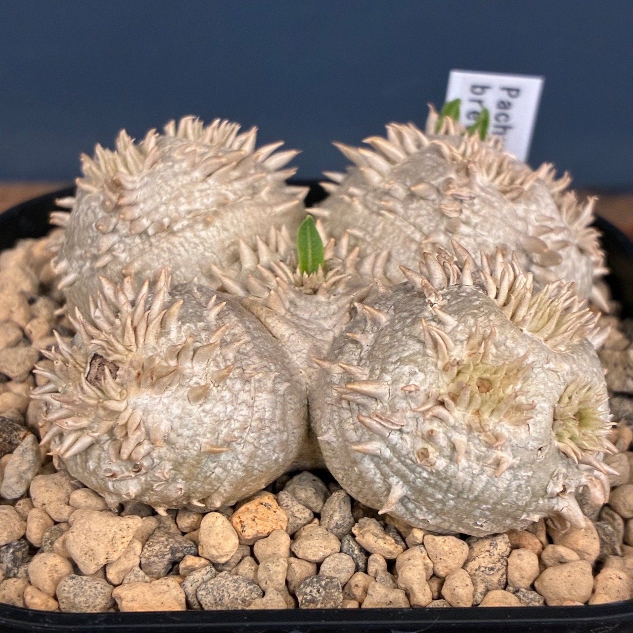 【新着3日限定10%OFF】パキポディウム ブレビカウレ(恵比寿笑い)【704】