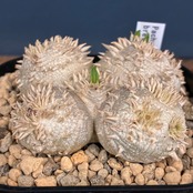 【新着3日限定10%OFF】パキポディウム ブレビカウレ(恵比寿笑い)【704】