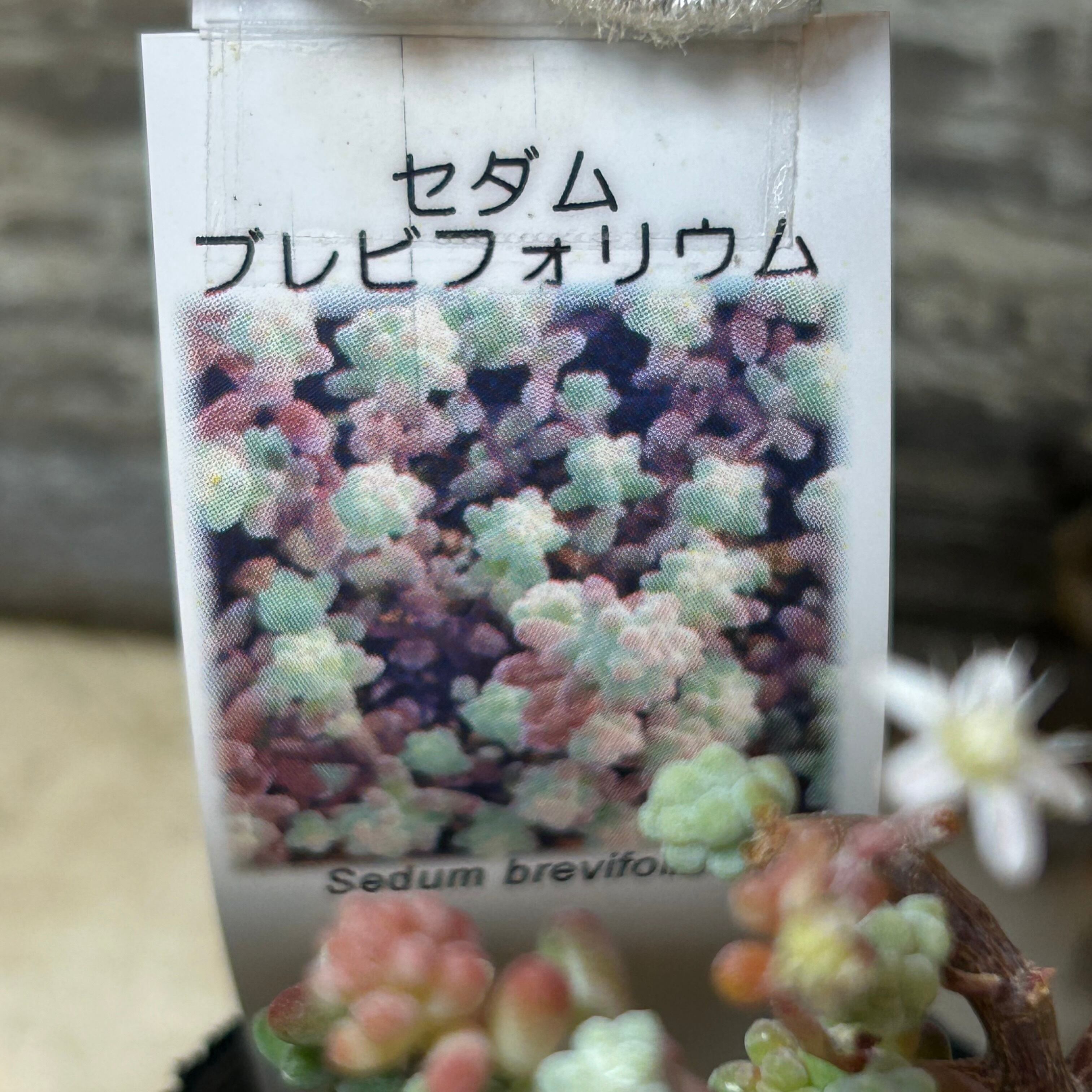 ☆ご確認用☆木立性ブレビフォリウム セダム：ブレビフォリウム（木立） 3号ポット の通販 | 園芸ネット