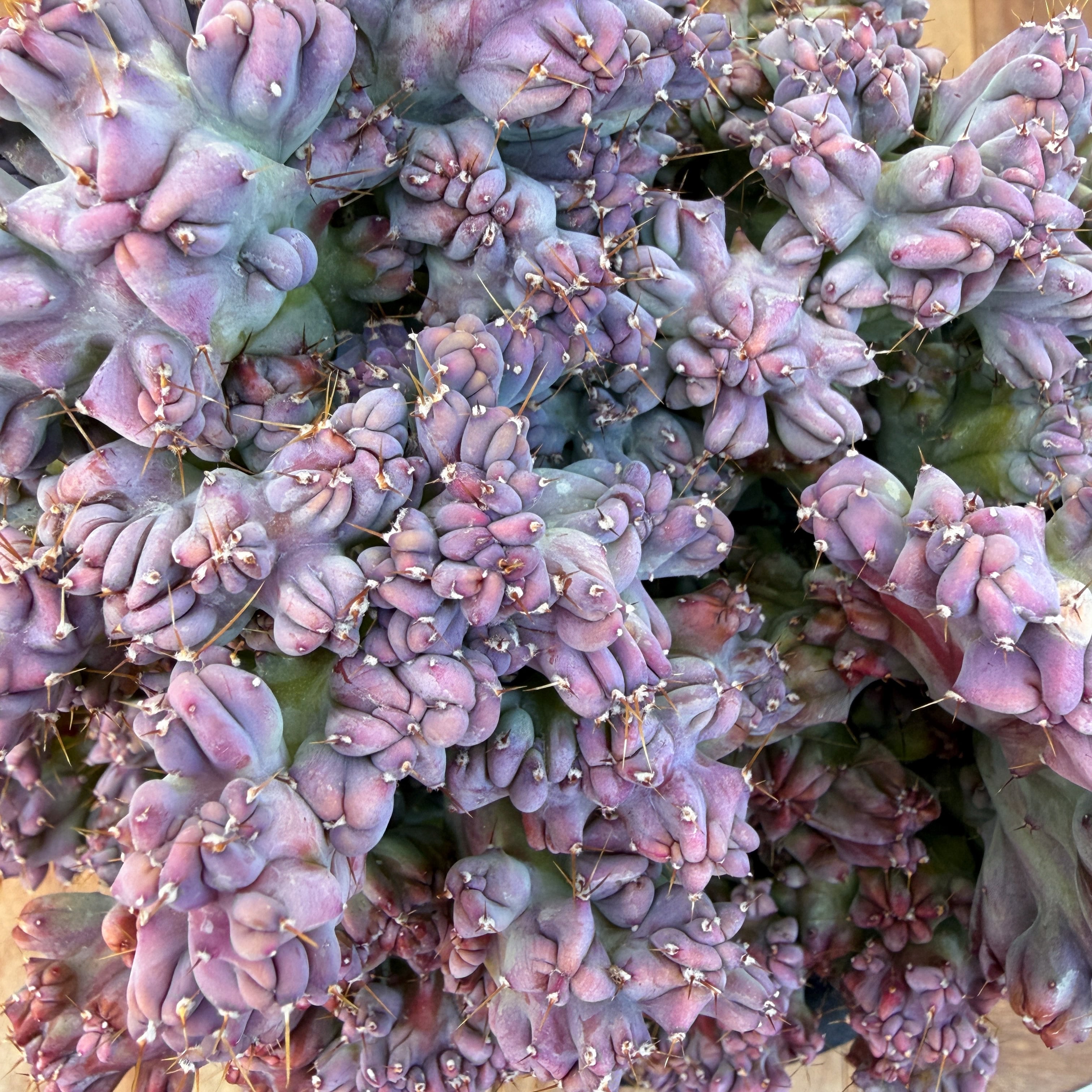 Myrtillocactus geometrizans【竜神木・モンスト】 | RIMO'S GREEN