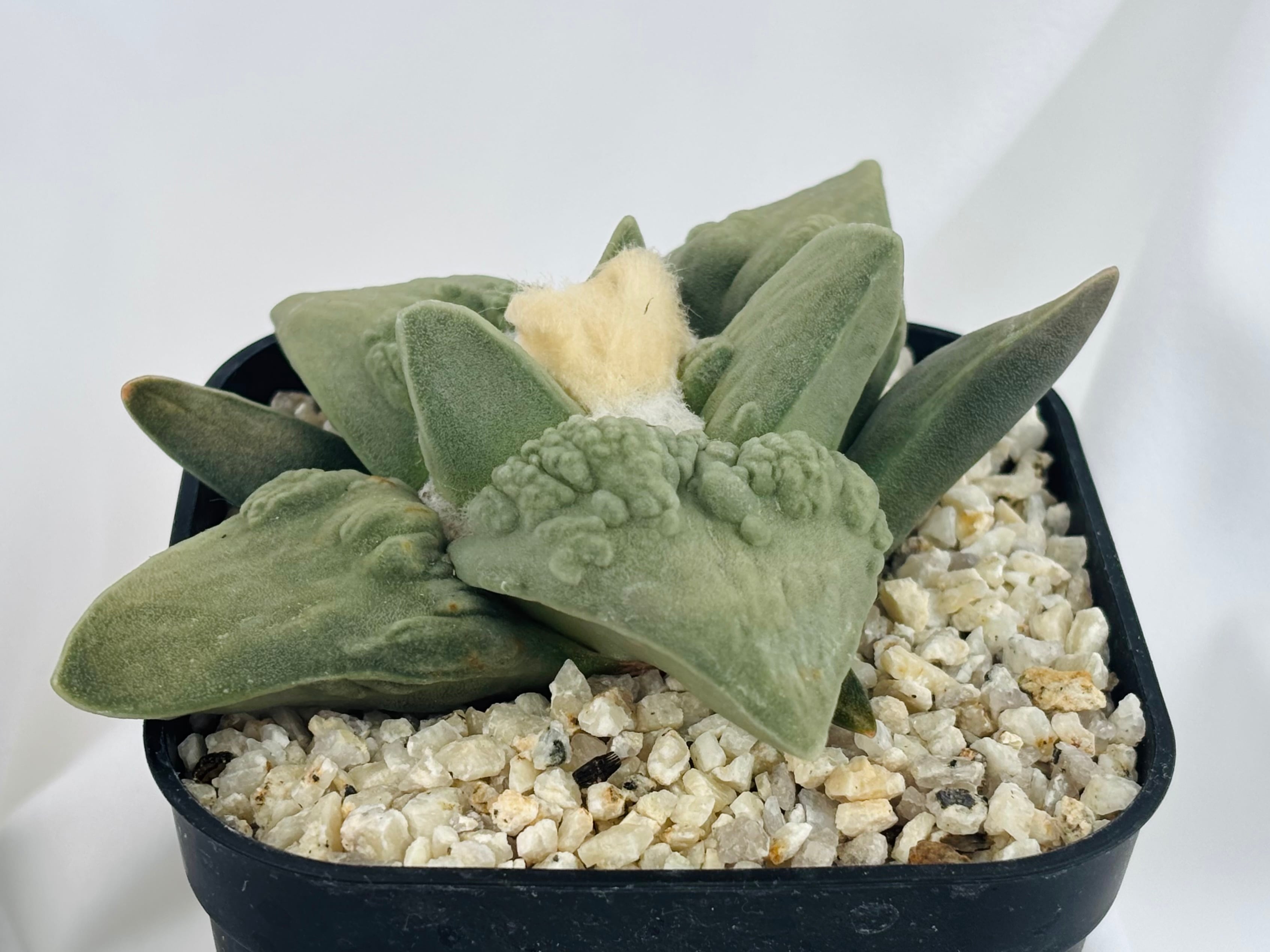 Ariocarpus Cauliflowermonst. アリオカルプス カリフラワー 花牡丹