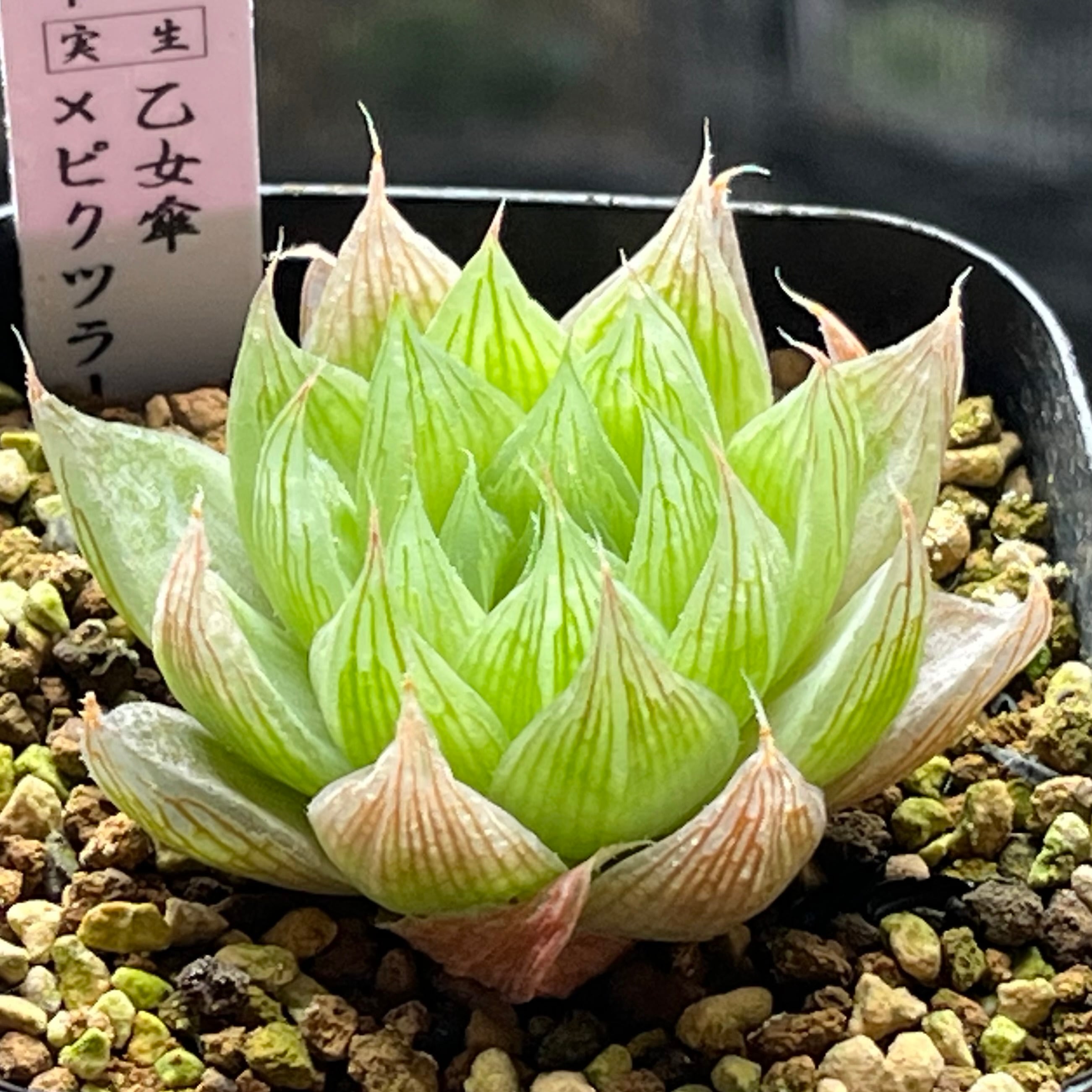 mocono_plants