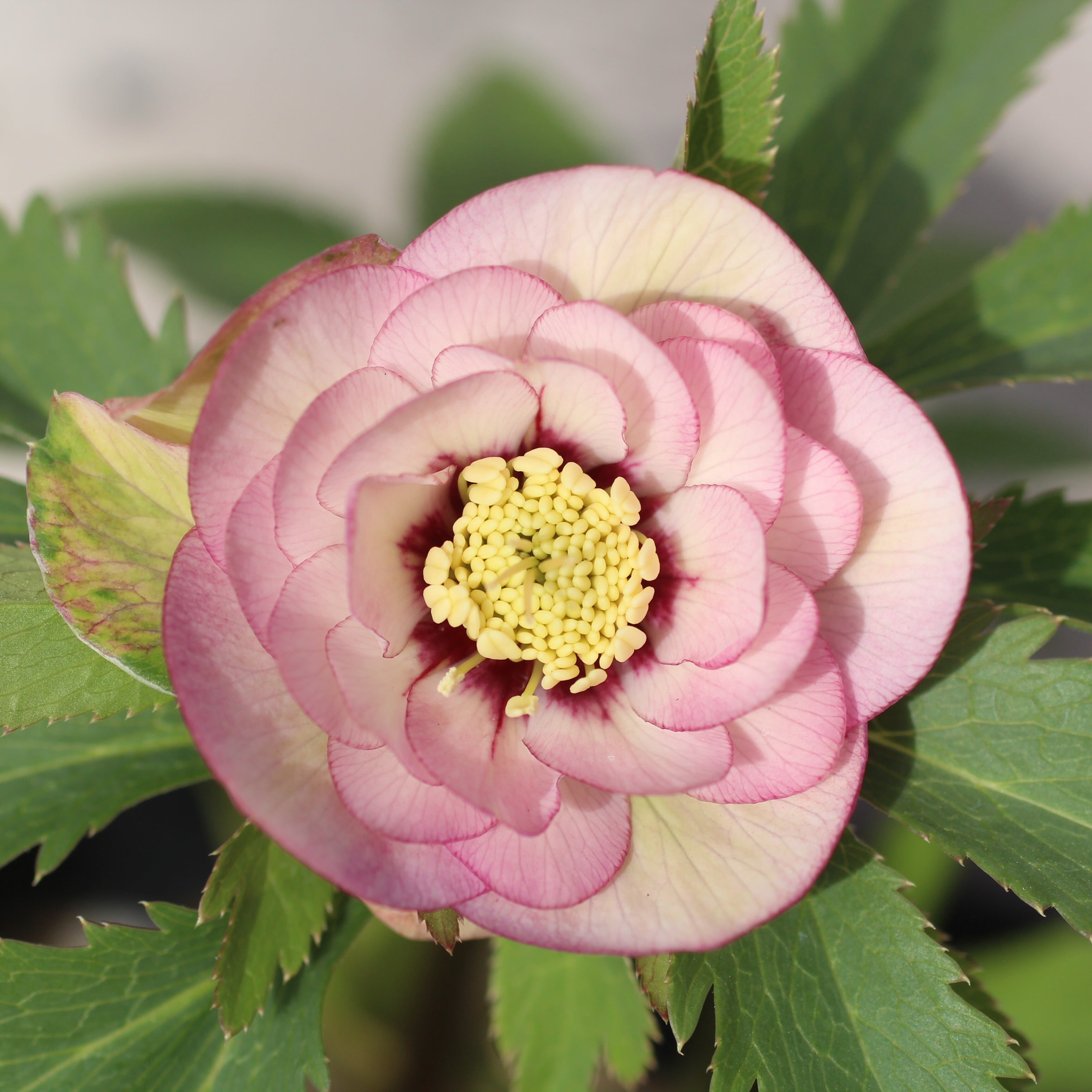 ウィンターローズ 2Fの増量 1点 WS26-003 クリスマスローズ ウィンターシンフォニー 桃色の静ダブル