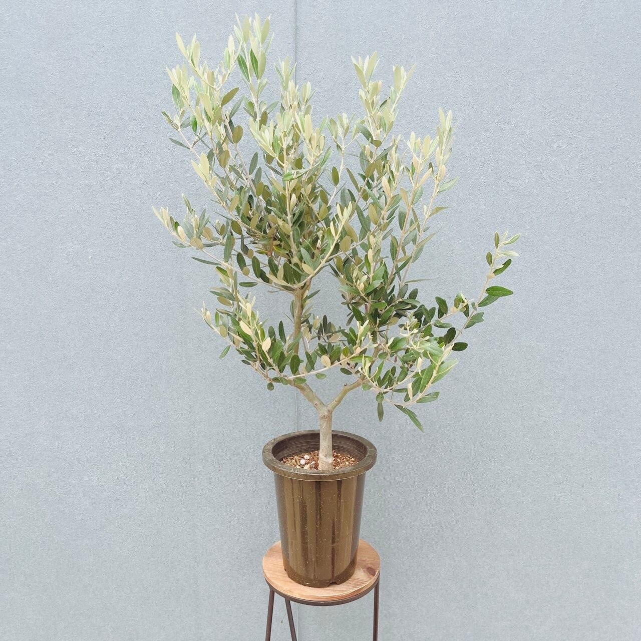現品］G ウチワサボテン 8号 観葉植物 室内 大型 おしゃれ かわいい