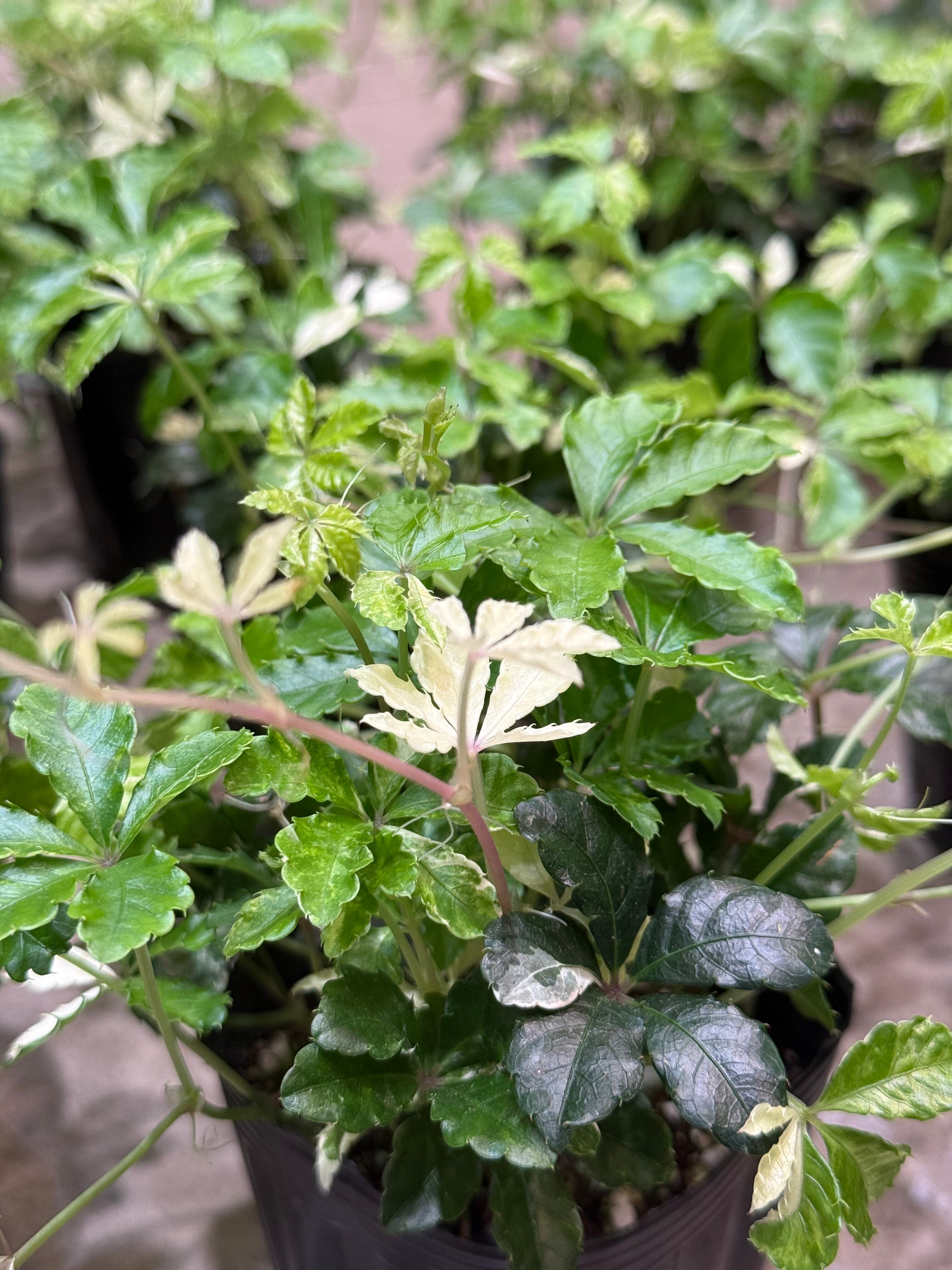 シュガーバイン 斑入り | MIDORIYA 観葉植物専門店