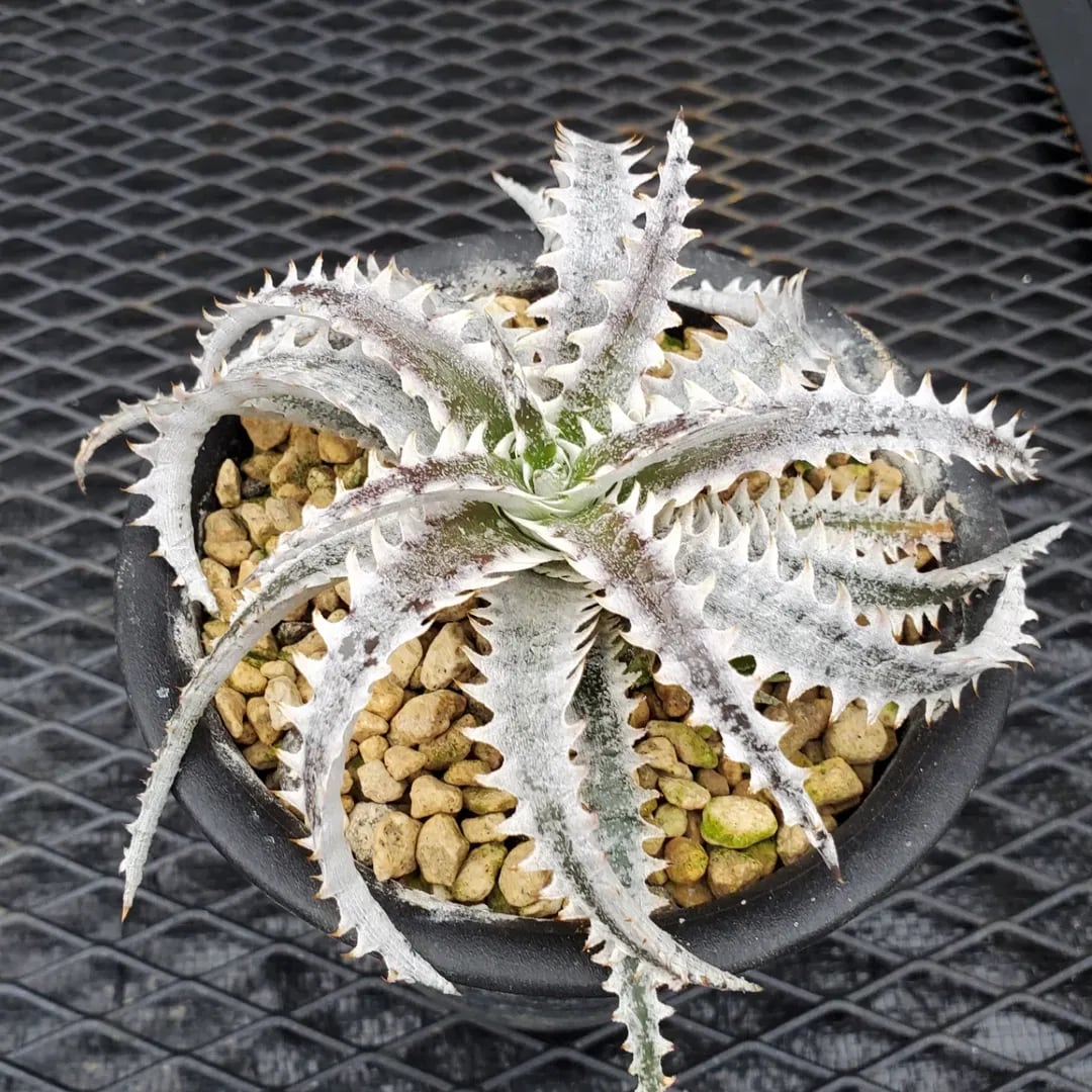 F00452_Dyckia 'Ocean Starlight'：ディッキア・オーシャンスター