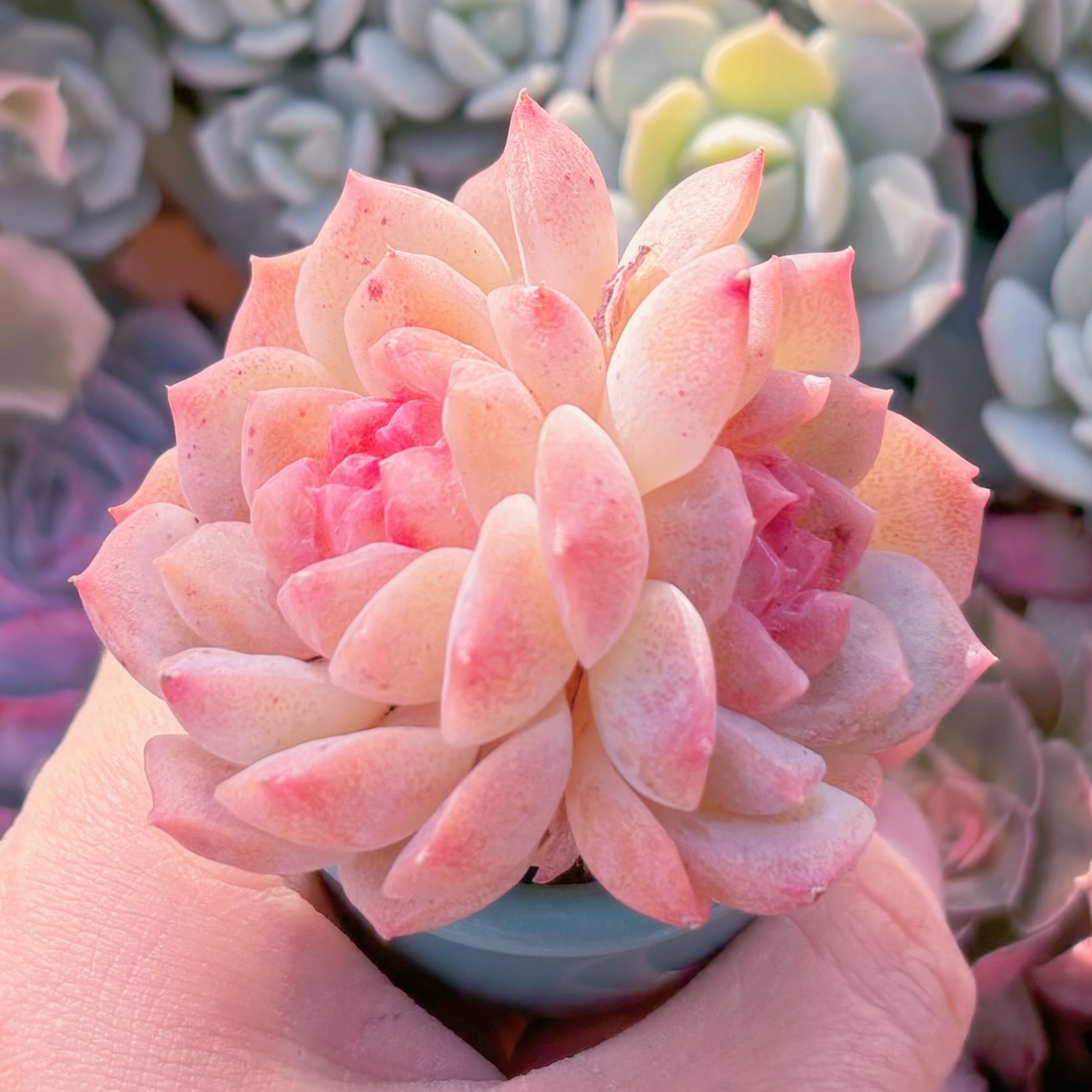 多肉植物 ピーチサイダー 群生 新入荷 るる農園 | るる農園~多肉植物専門