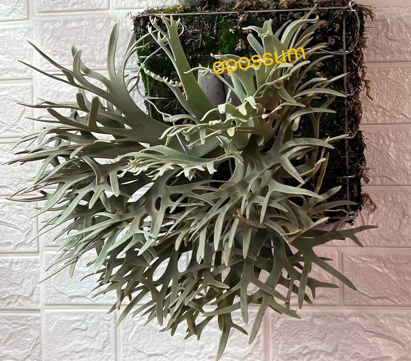 ビカクシダwillinckii 面倒臭い  