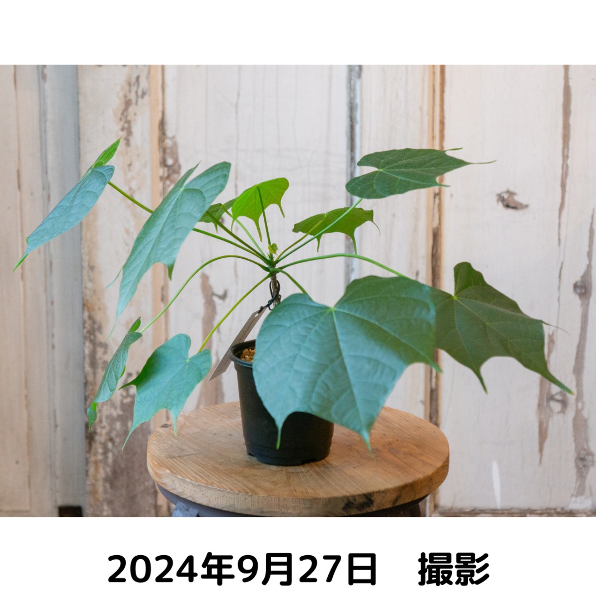 フィルミアナ・コロラータ（3号鉢） | tocolier