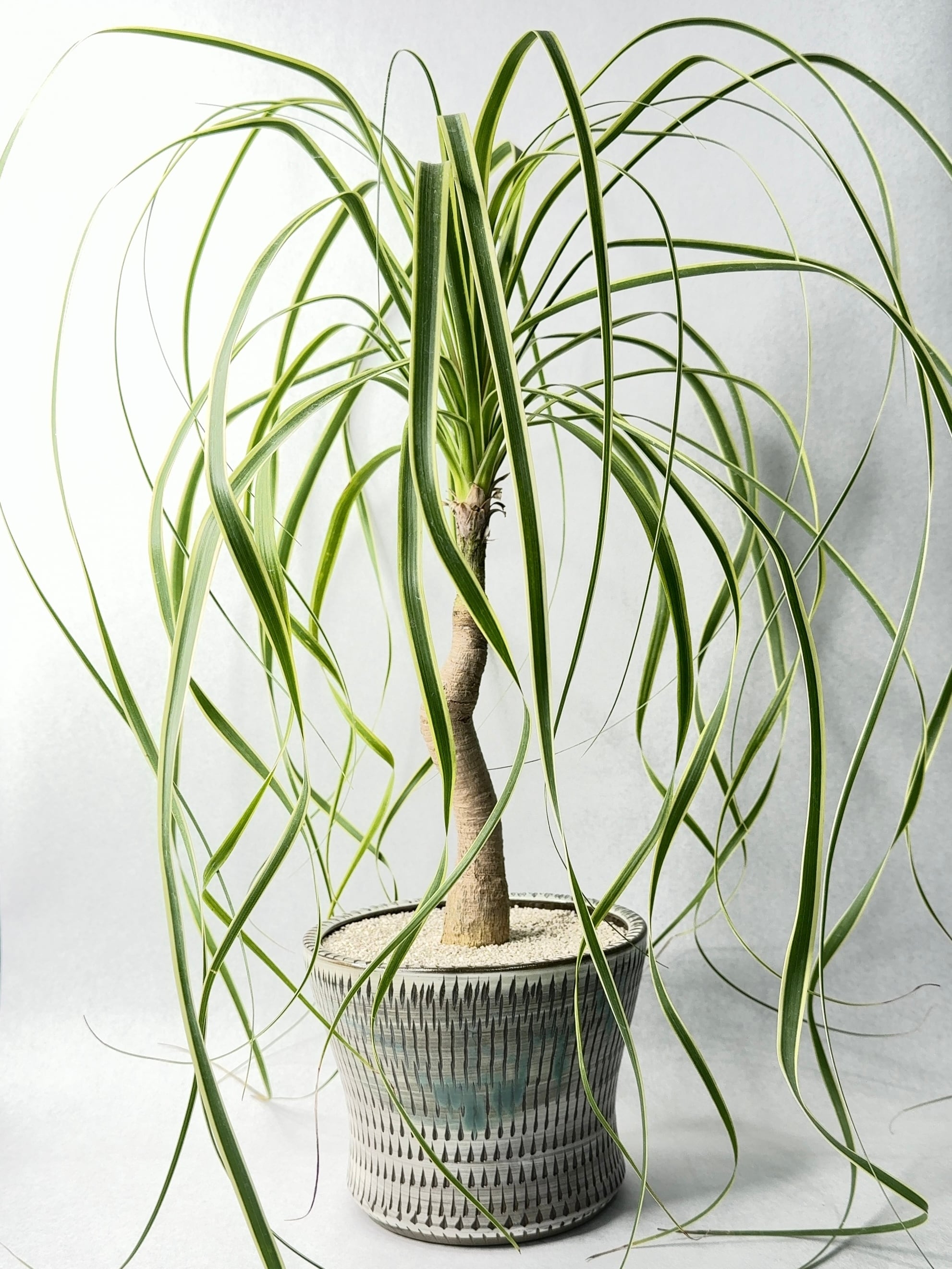 ドラセナ・キュンティ | trigger