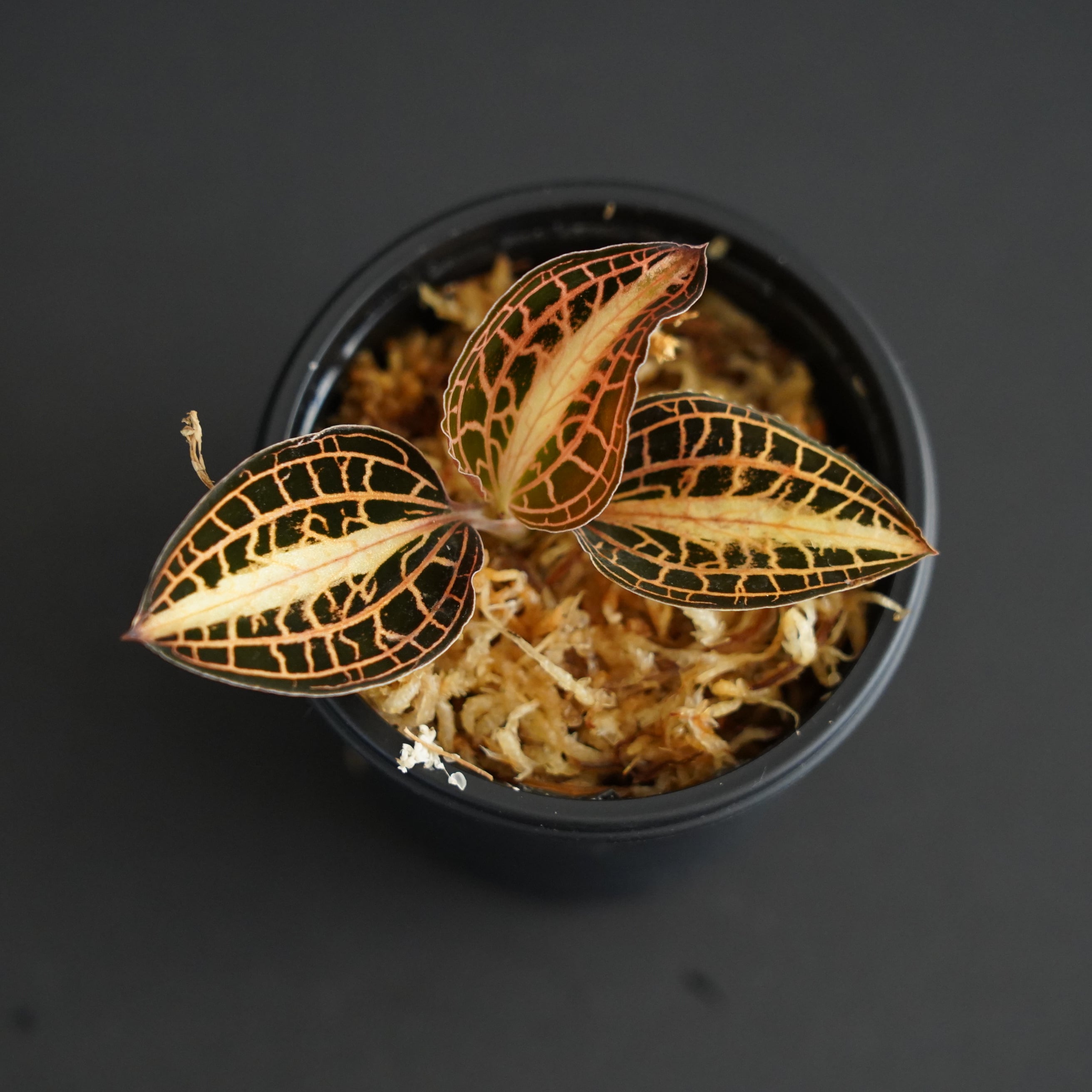 ◆現品◆アネクトキルス アルボリニアタス Anoectochilus albolineatus【ジュエルオーキッド宝石蘭/石崎バイオ】#807
