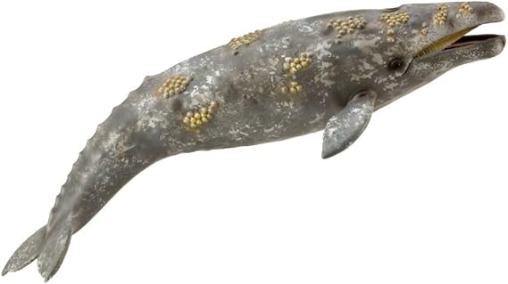 サンヨウベニボタルの昆虫標本 ホタル標本 蛍タランチュラムカデ