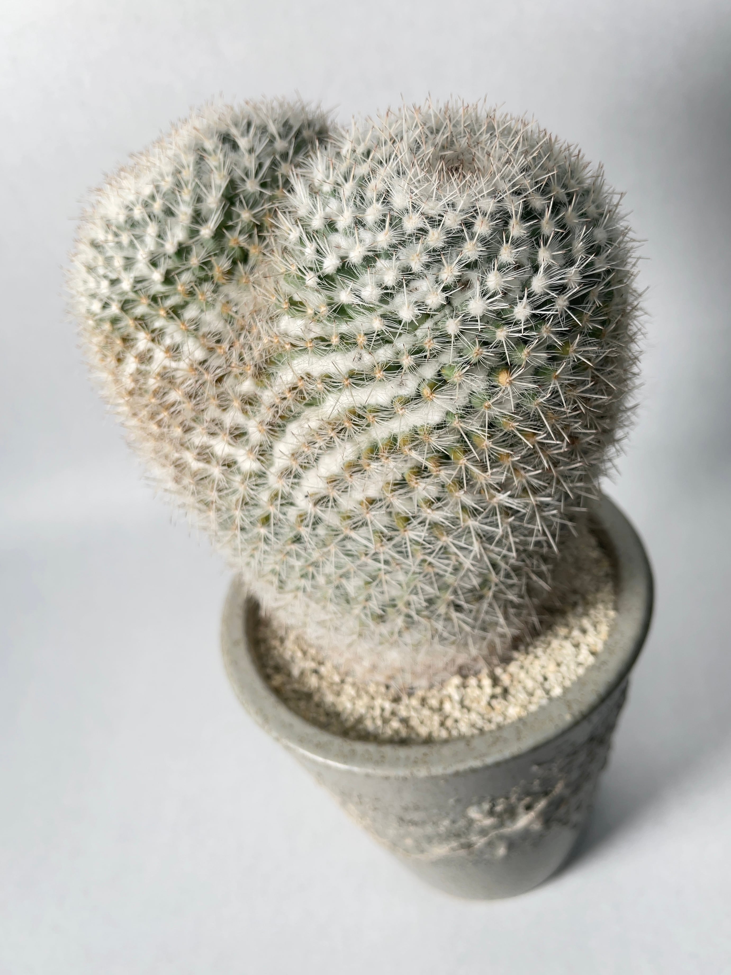 【美株】マミラリア 大福丸 国内実生 陶器鉢入 塊根植物 サボテン コーデックス マミラリア・大福丸hyb. | trigger