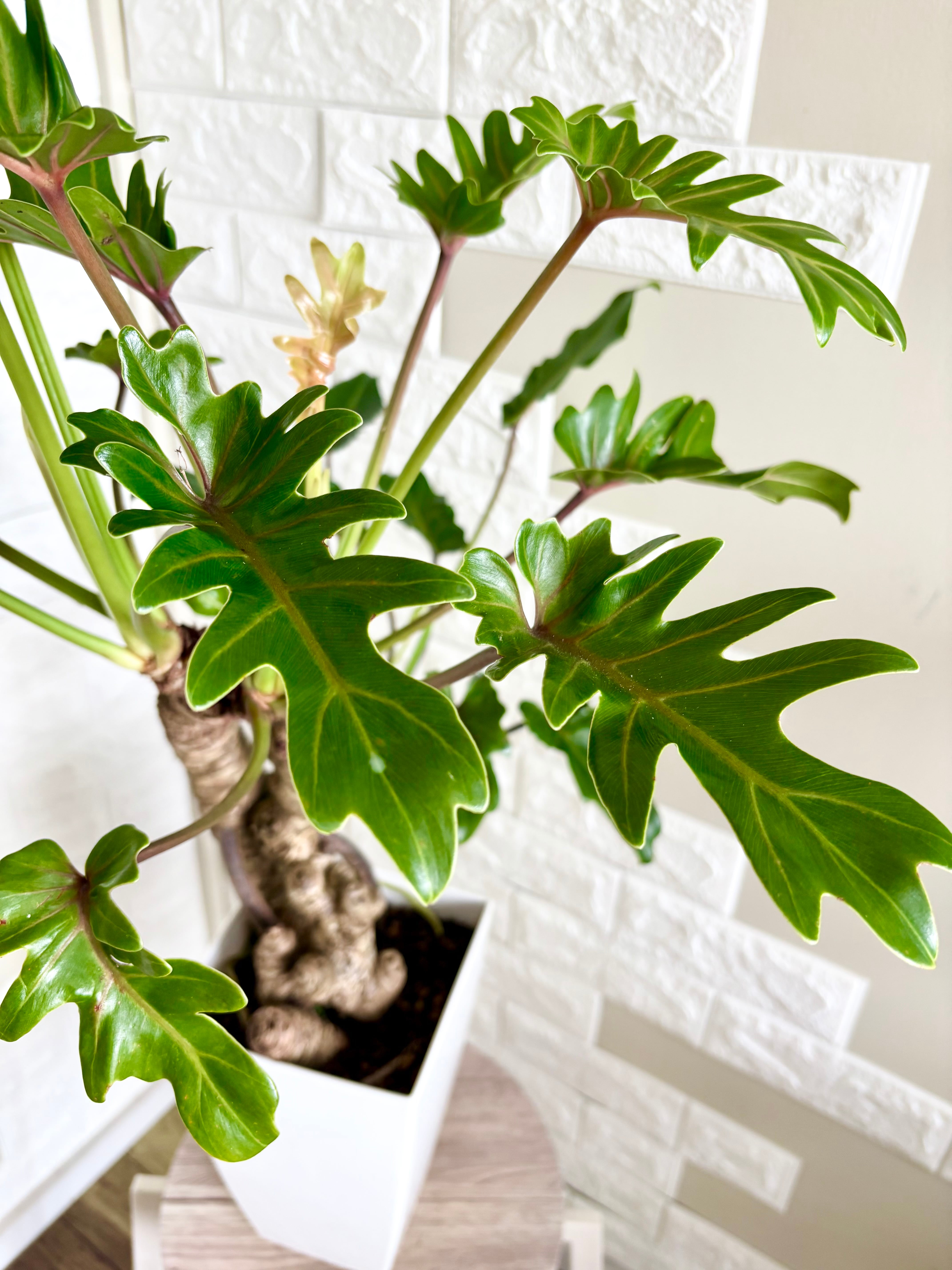 現品】フィロデンドロン クッカバラ 幹立ち 観葉植物 | 観葉植物のお店