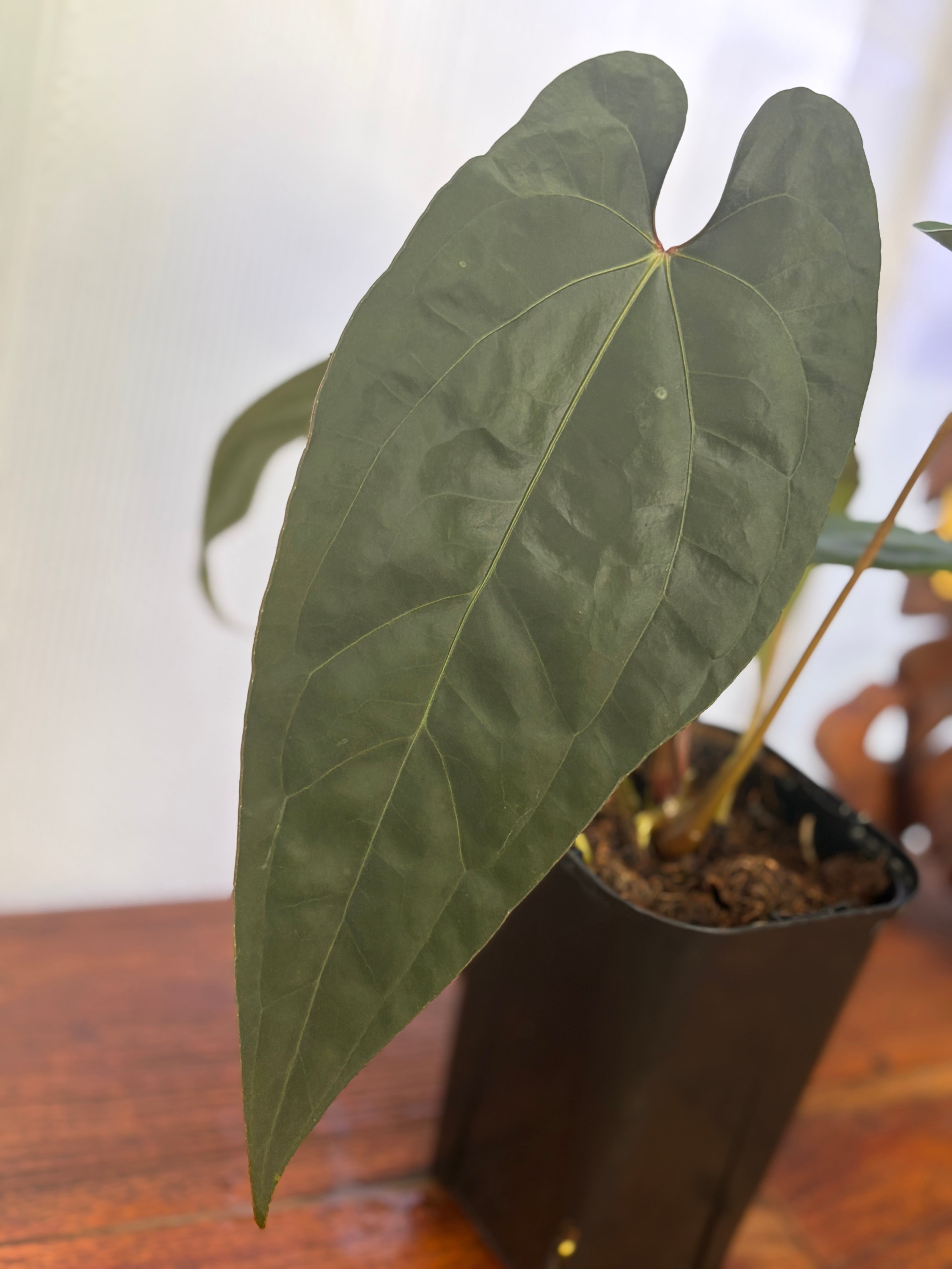 Anthurium | BALI-AN 園芸