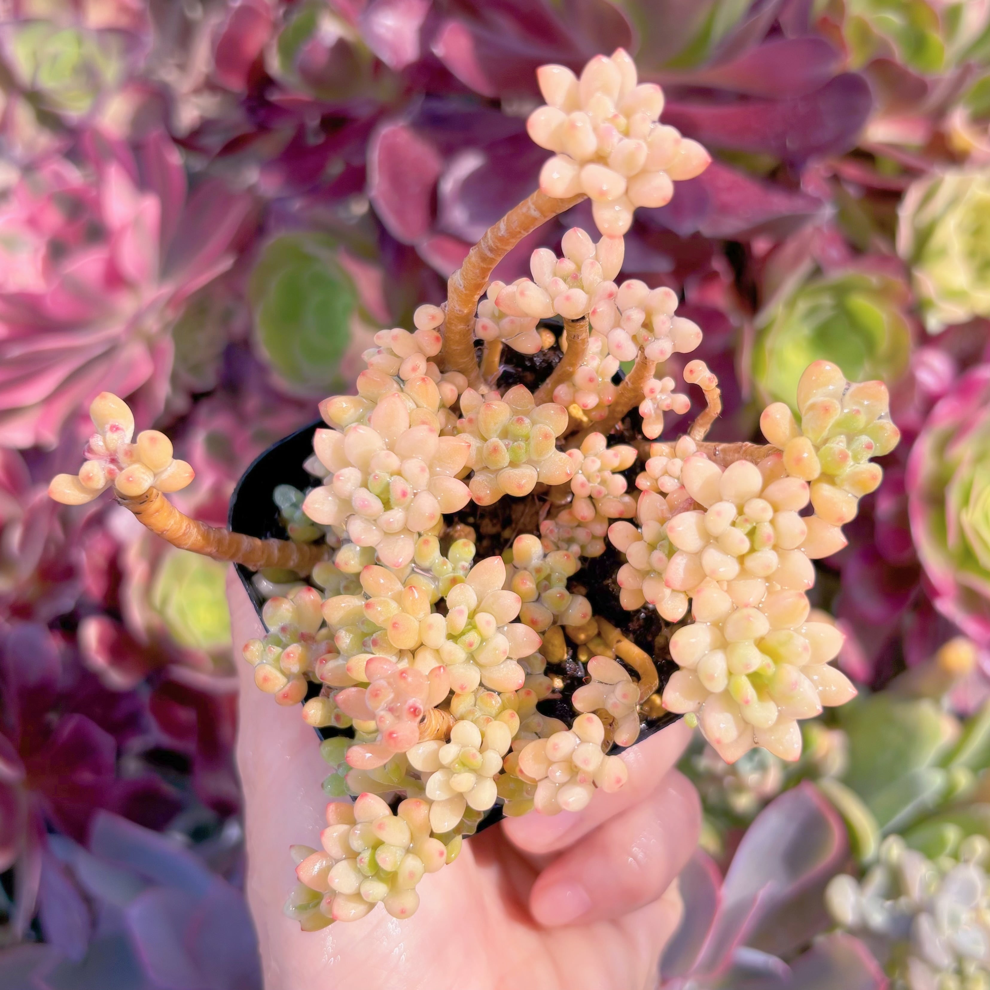 現品　ブルービーン錦#F040　るる農園