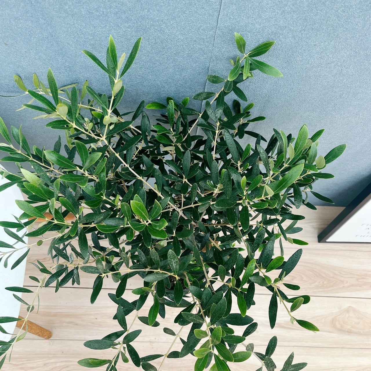 現品］15番 創樹 オリーブ ネバディロブランコ 6号 観葉植物 屋外