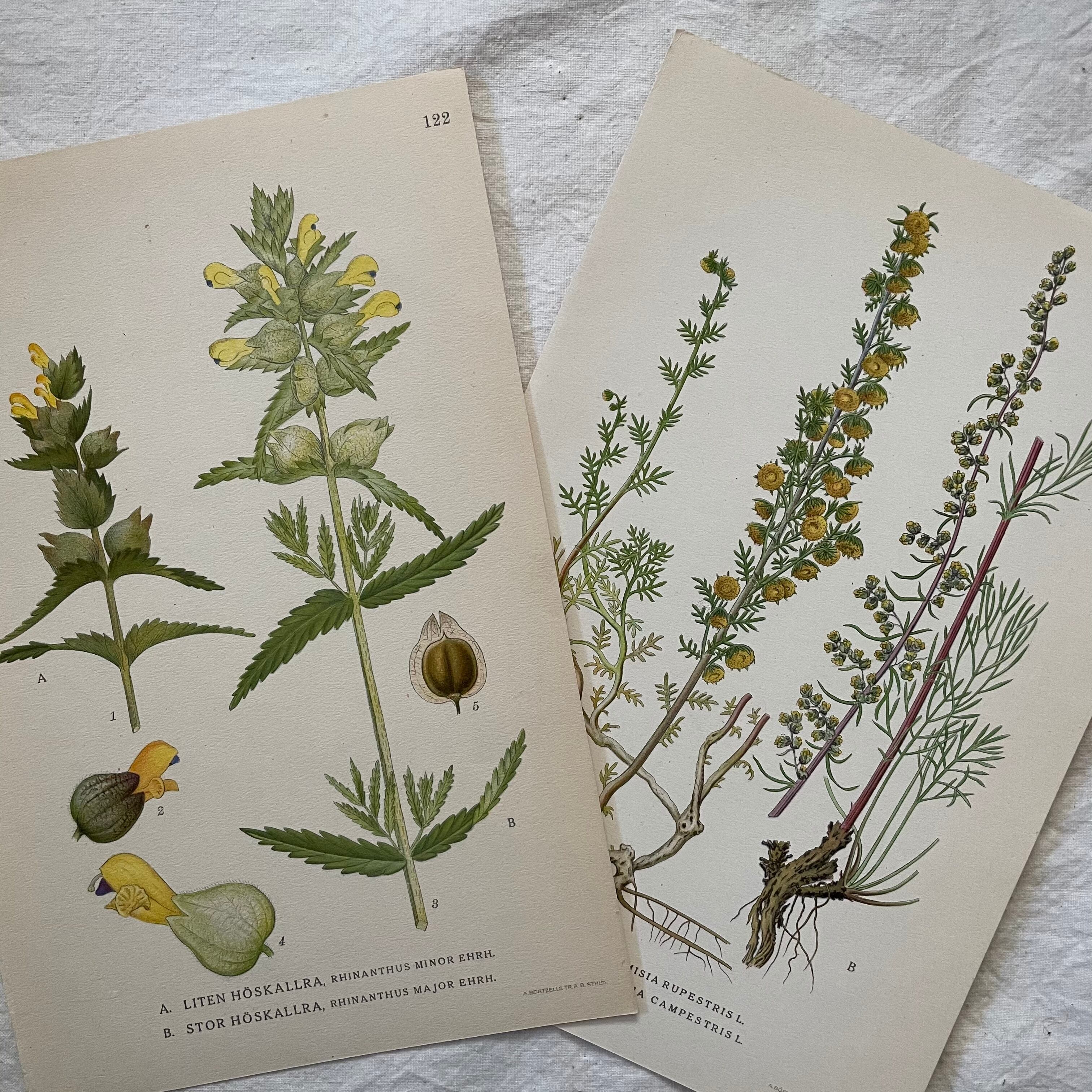 植物の紙セット30