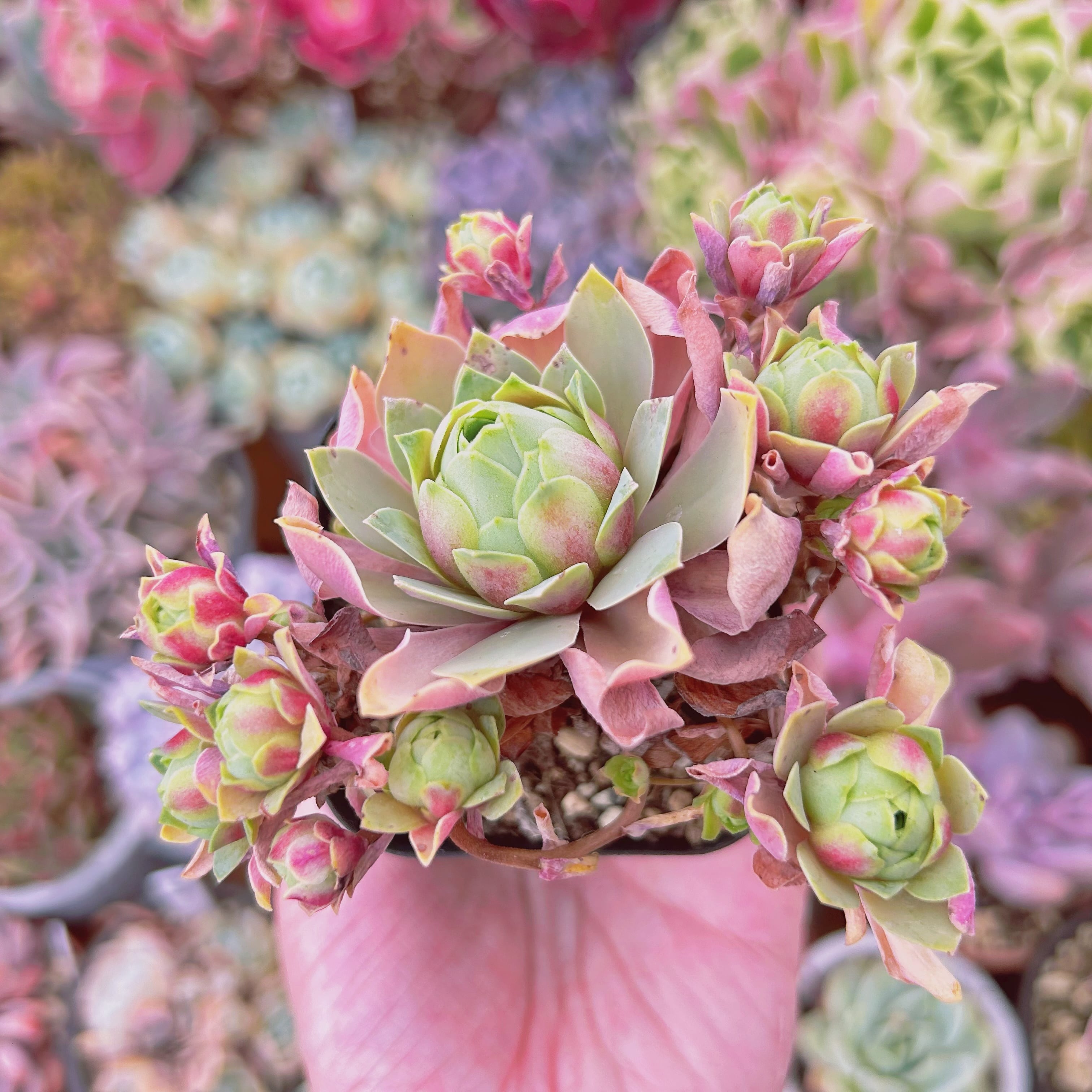 #893現物　多肉植物　グリーノビア　酒神　抜き苗