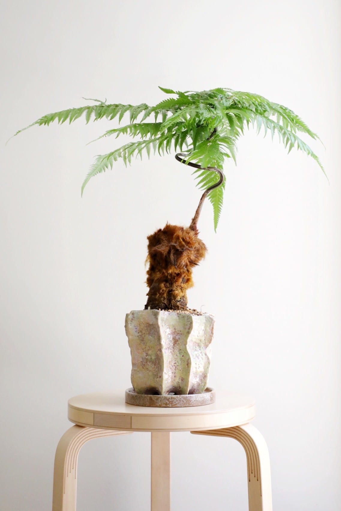 M】金毛狗-キンモウコウ-/Golden chicken fern | 【厳選植物・器